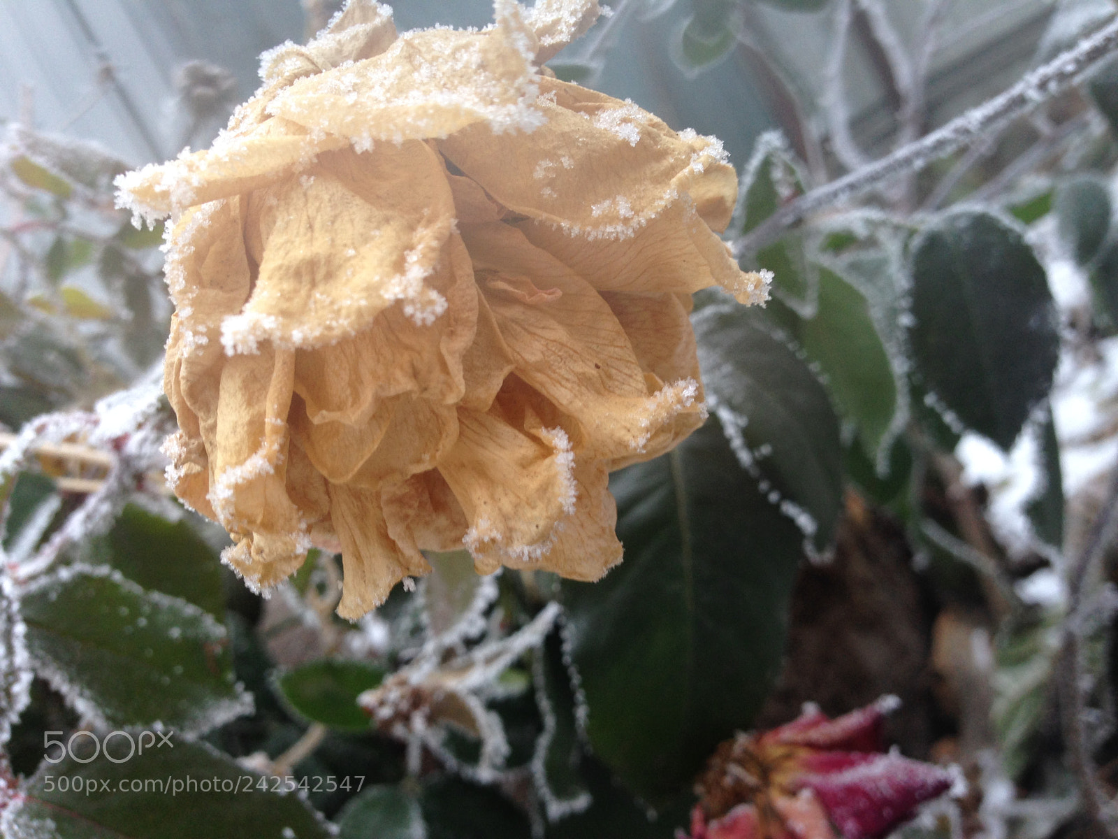 Apple iPhone 5 sample photo. #frozenbeauty photography