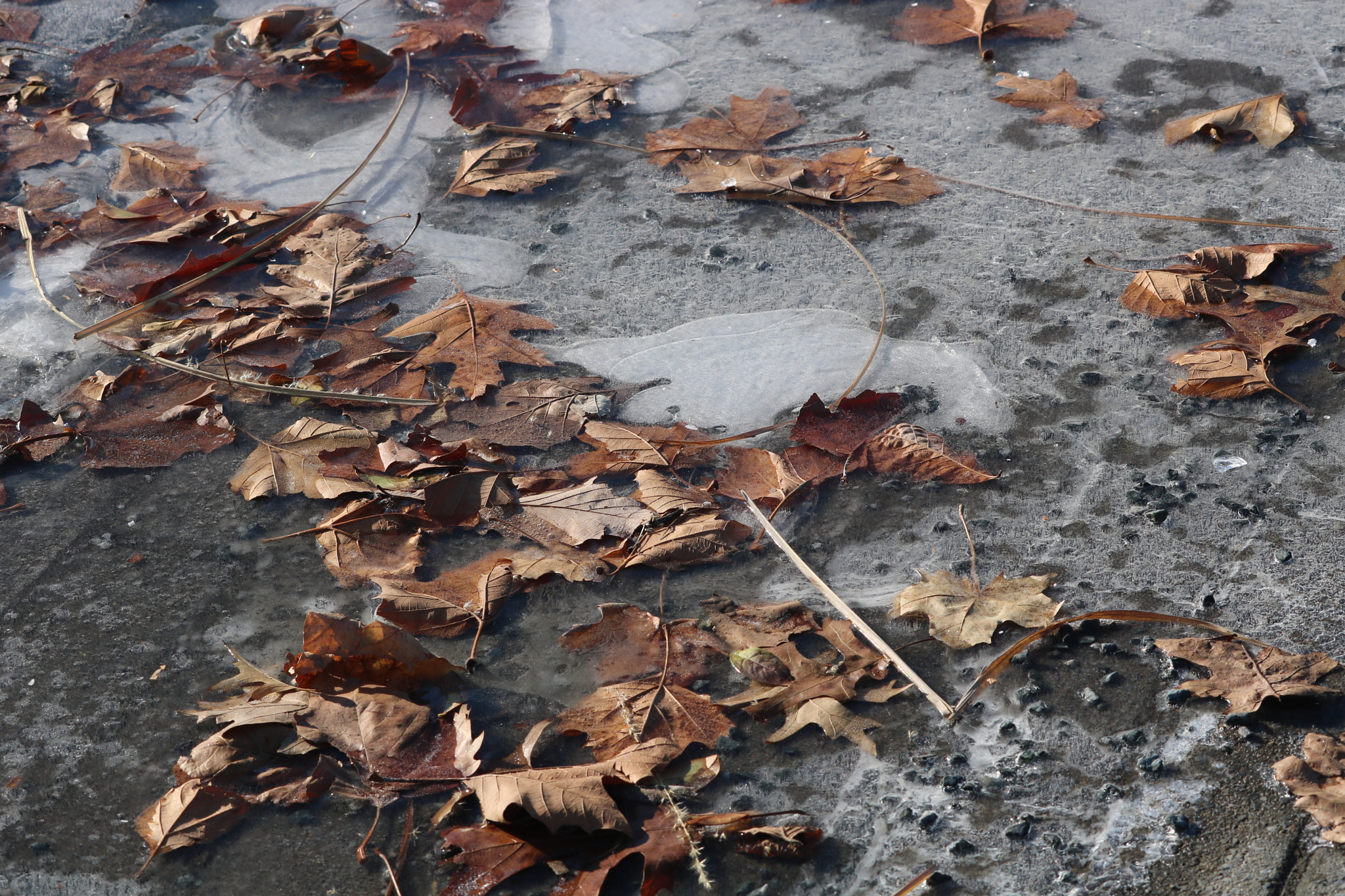 Canon EOS 750D (EOS Rebel T6i / EOS Kiss X8i) + Canon EF-S 55-250mm F4-5.6 IS STM sample photo. Death leaves in ice photography
