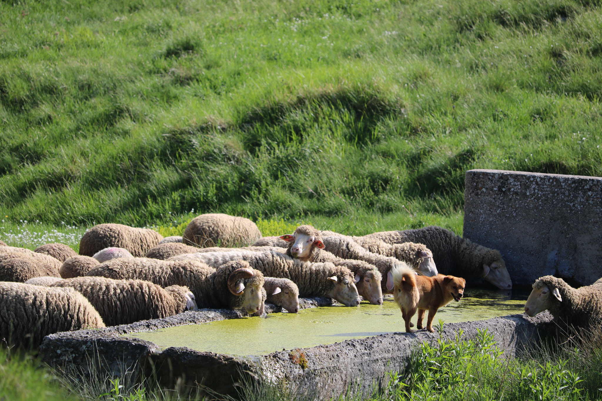 Canon EOS 750D (EOS Rebel T6i / EOS Kiss X8i) + Canon EF-S 55-250mm F4-5.6 IS STM sample photo. Sheep drinking water photography
