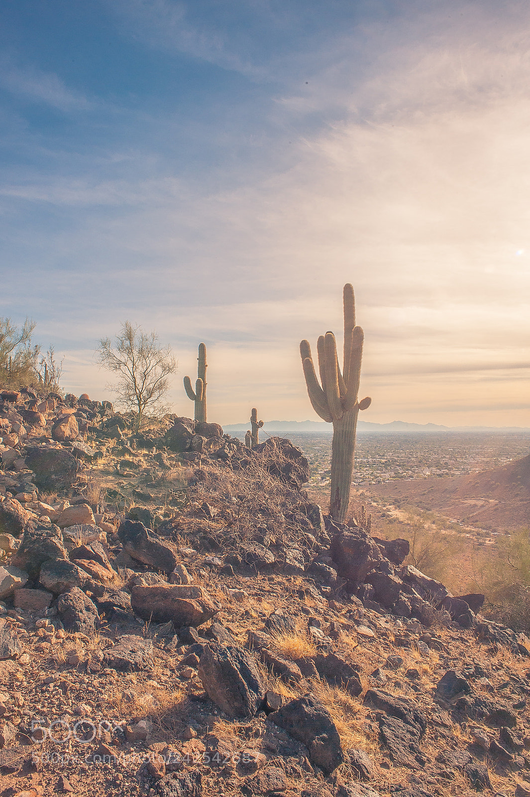 Nikon D700 sample photo. Saguaro in the sun photography