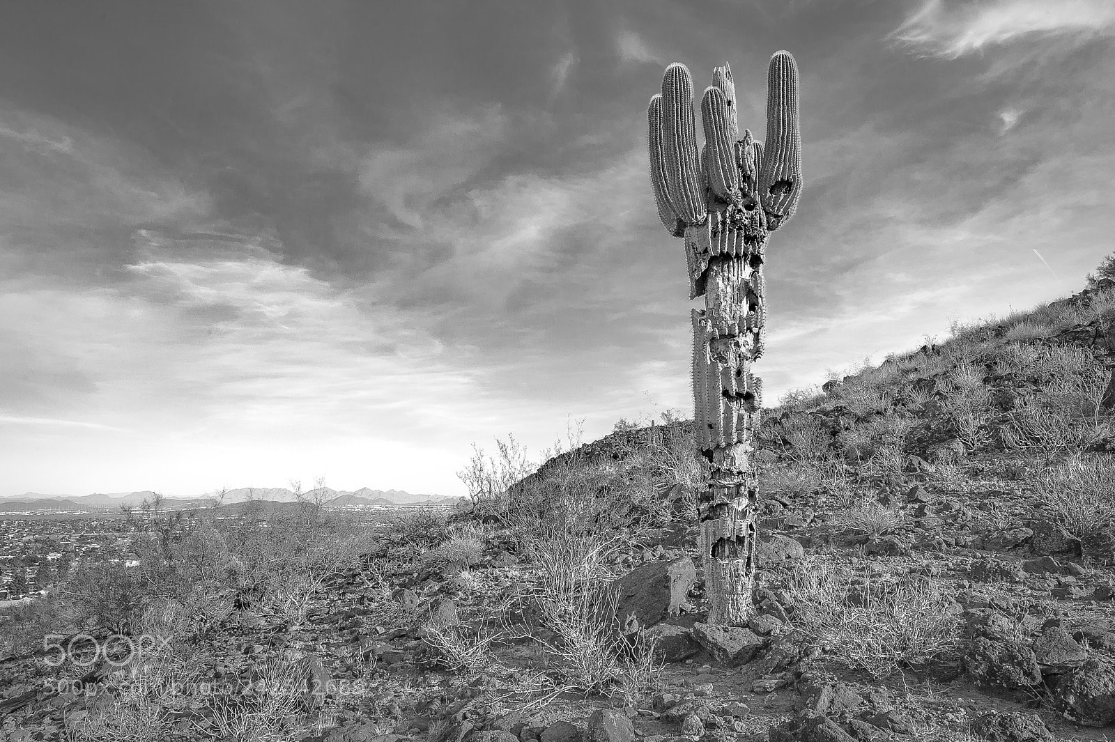 Nikon D700 sample photo. King saguaro photography