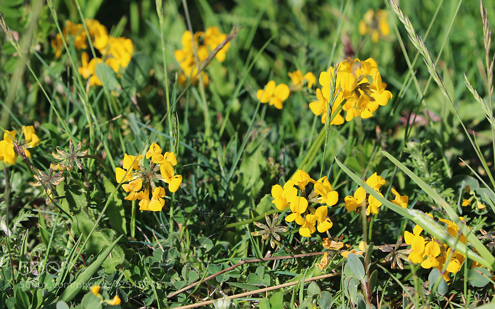 Canon EOS 750D (EOS Rebel T6i / EOS Kiss X8i) sample photo. Yellow flowers photography