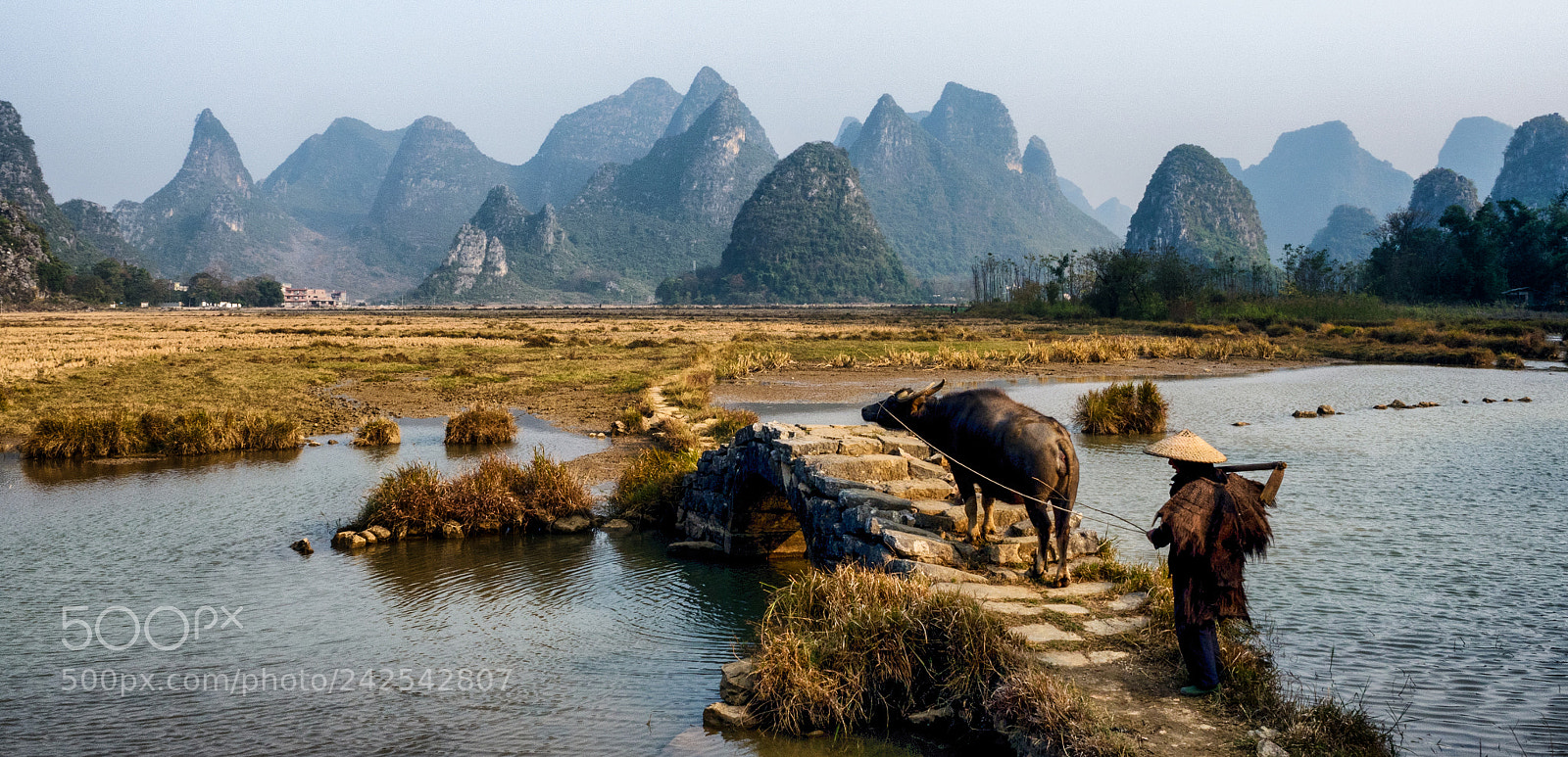Olympus OM-D E-M5 II sample photo. The buffalo sees the photography