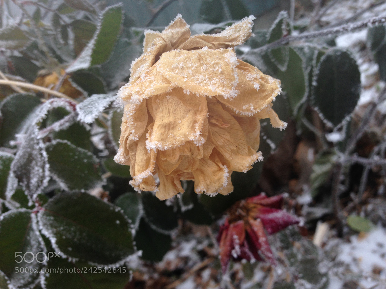 Apple iPhone 5 sample photo. #frozenbeauty#again photography
