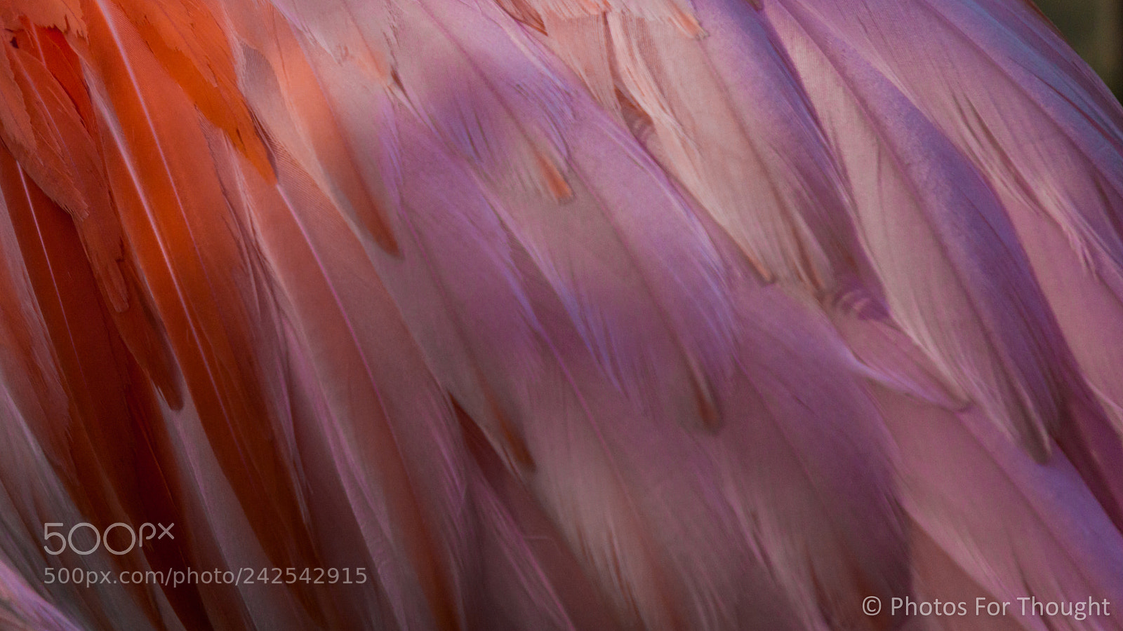 Sony Alpha NEX-5R sample photo. Feathers photography