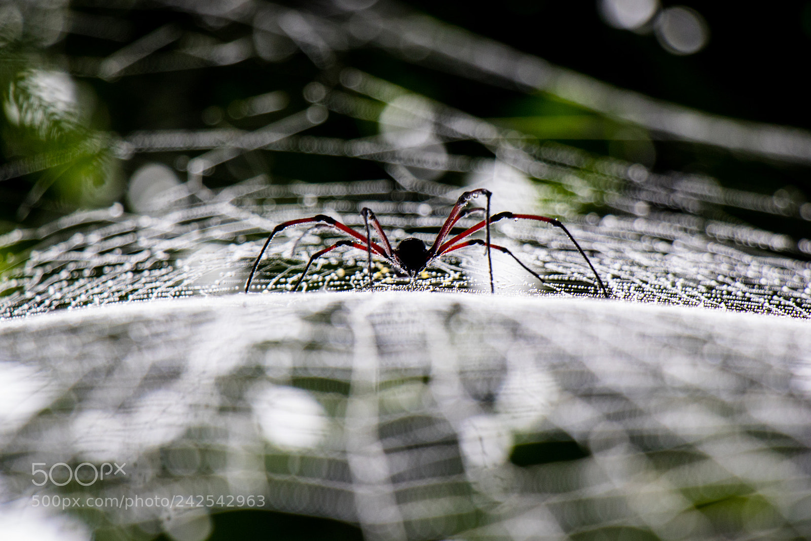 Canon EOS 7D Mark II sample photo. The webmaster photography