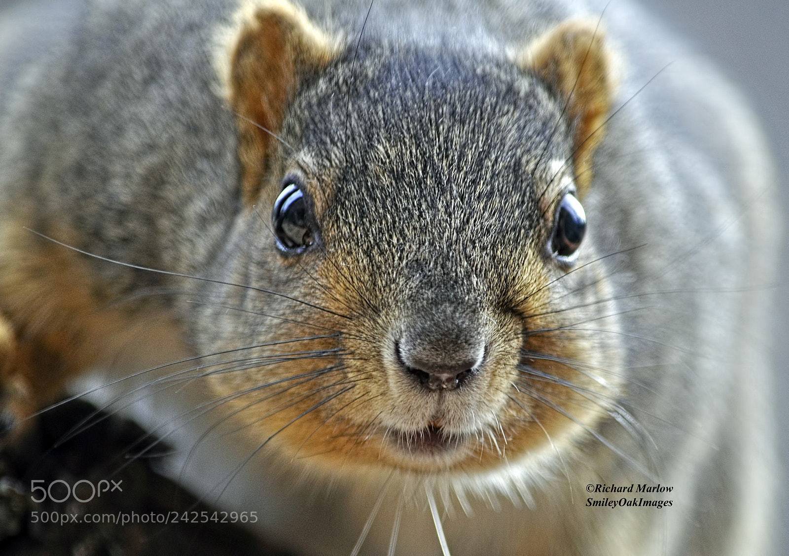 Nikon D5000 sample photo. Squirrel staring at camera photography