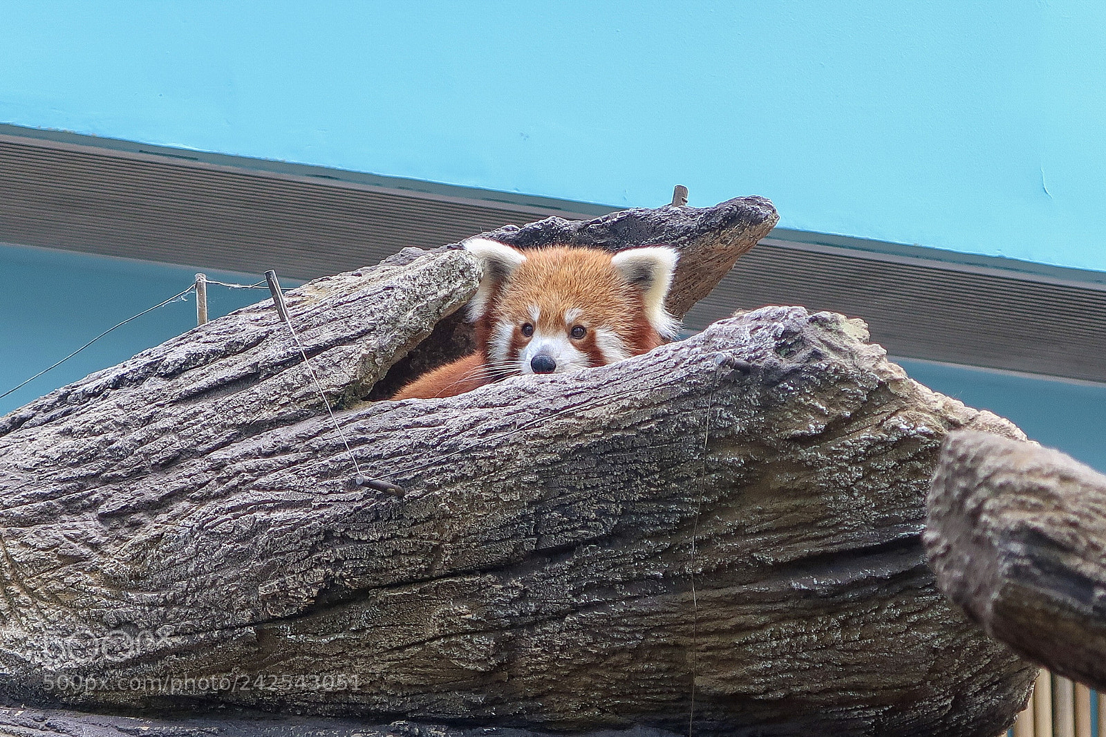 Canon PowerShot G7 X Mark II sample photo. Singapore zoo - red photography
