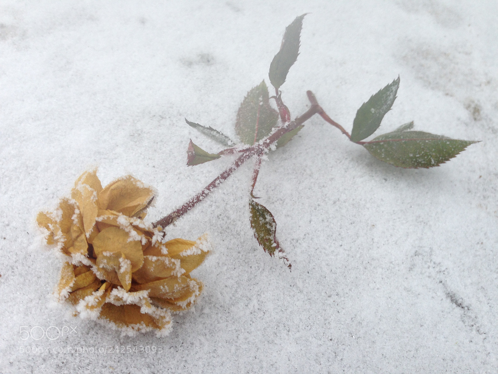 Apple iPhone 5 sample photo. #wannasavethis #butunfortunately photography