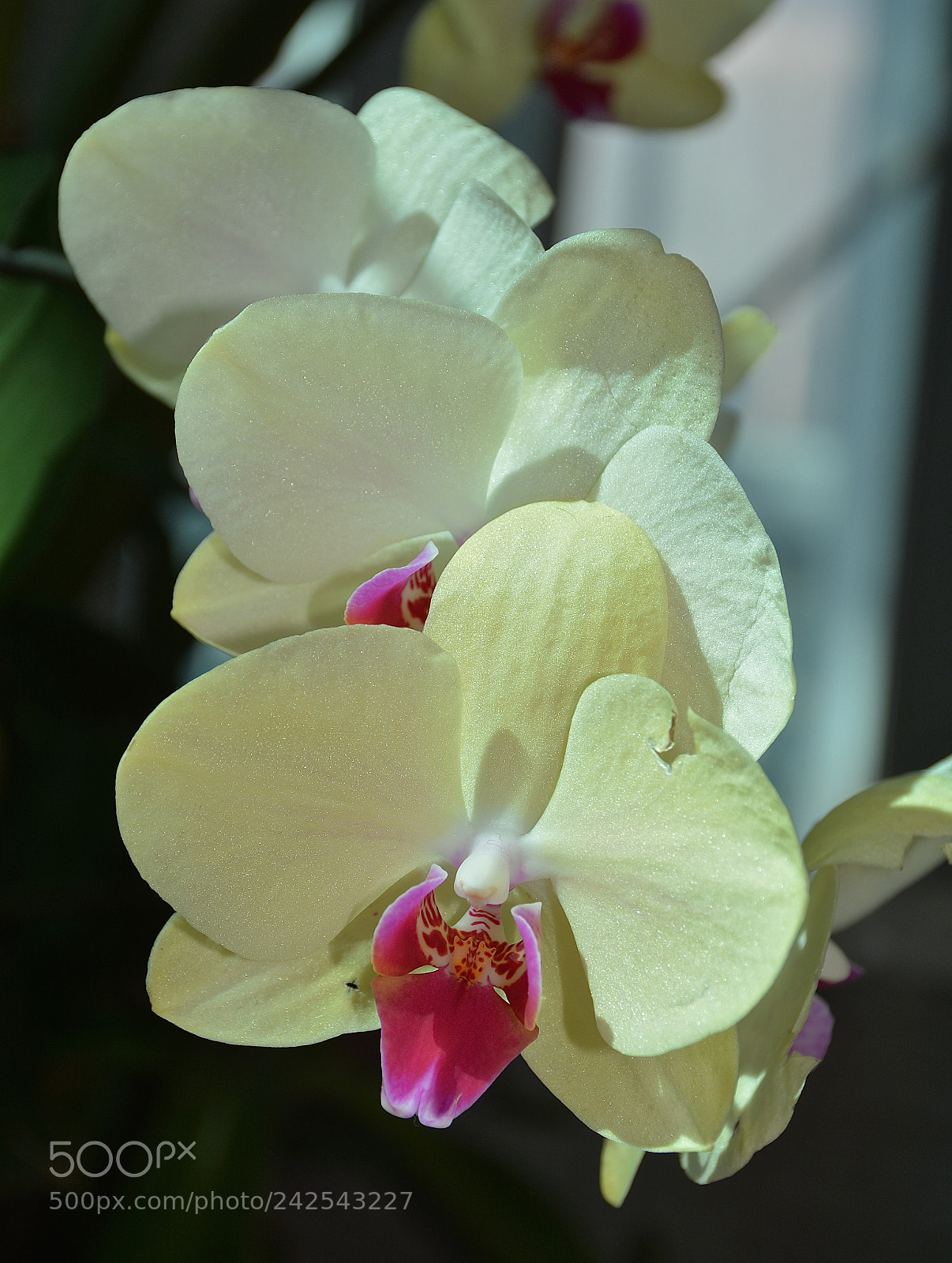 Nikon D7100 sample photo. Untitled photography