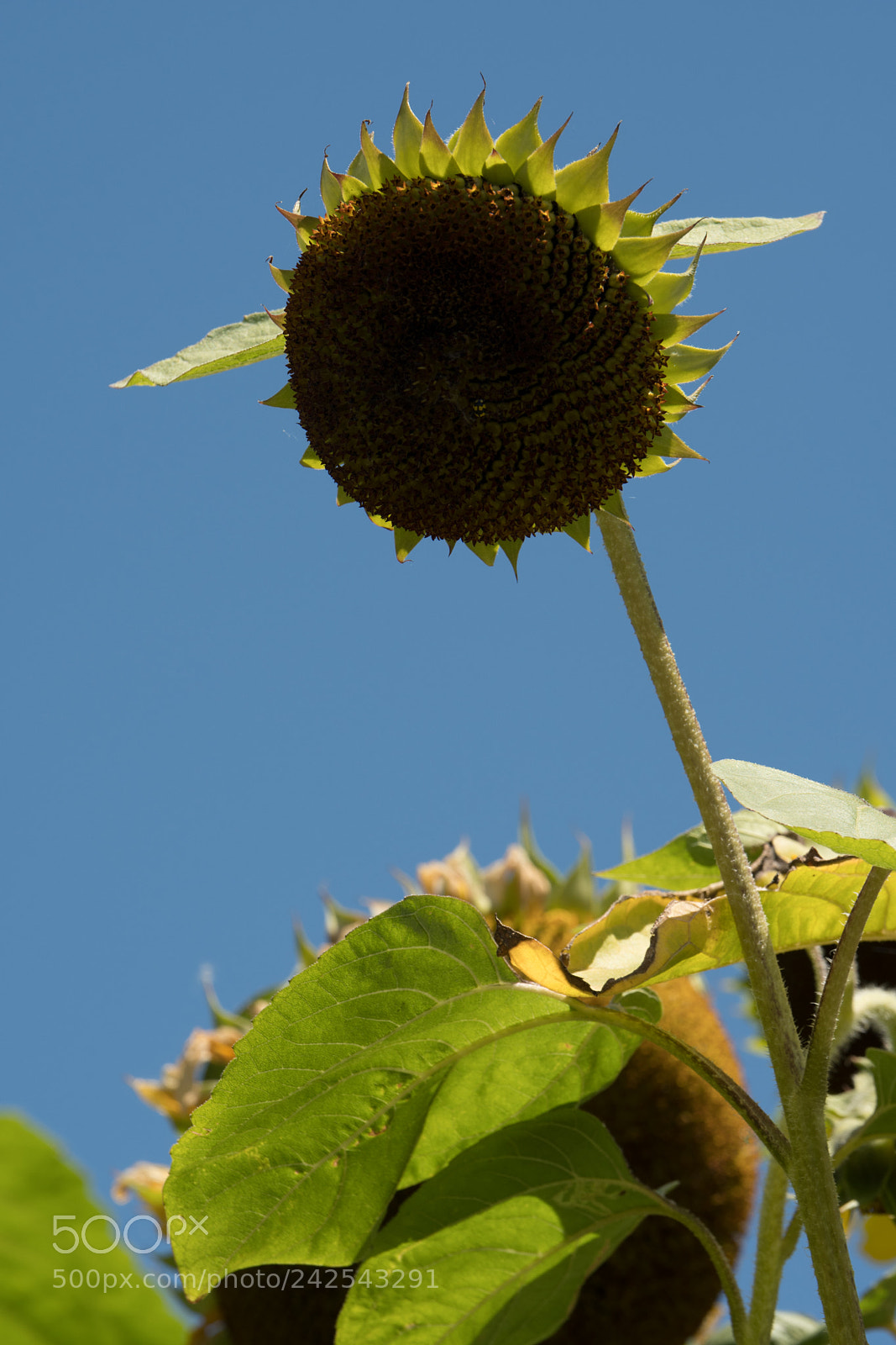 Nikon D500 sample photo. Sunflower photography