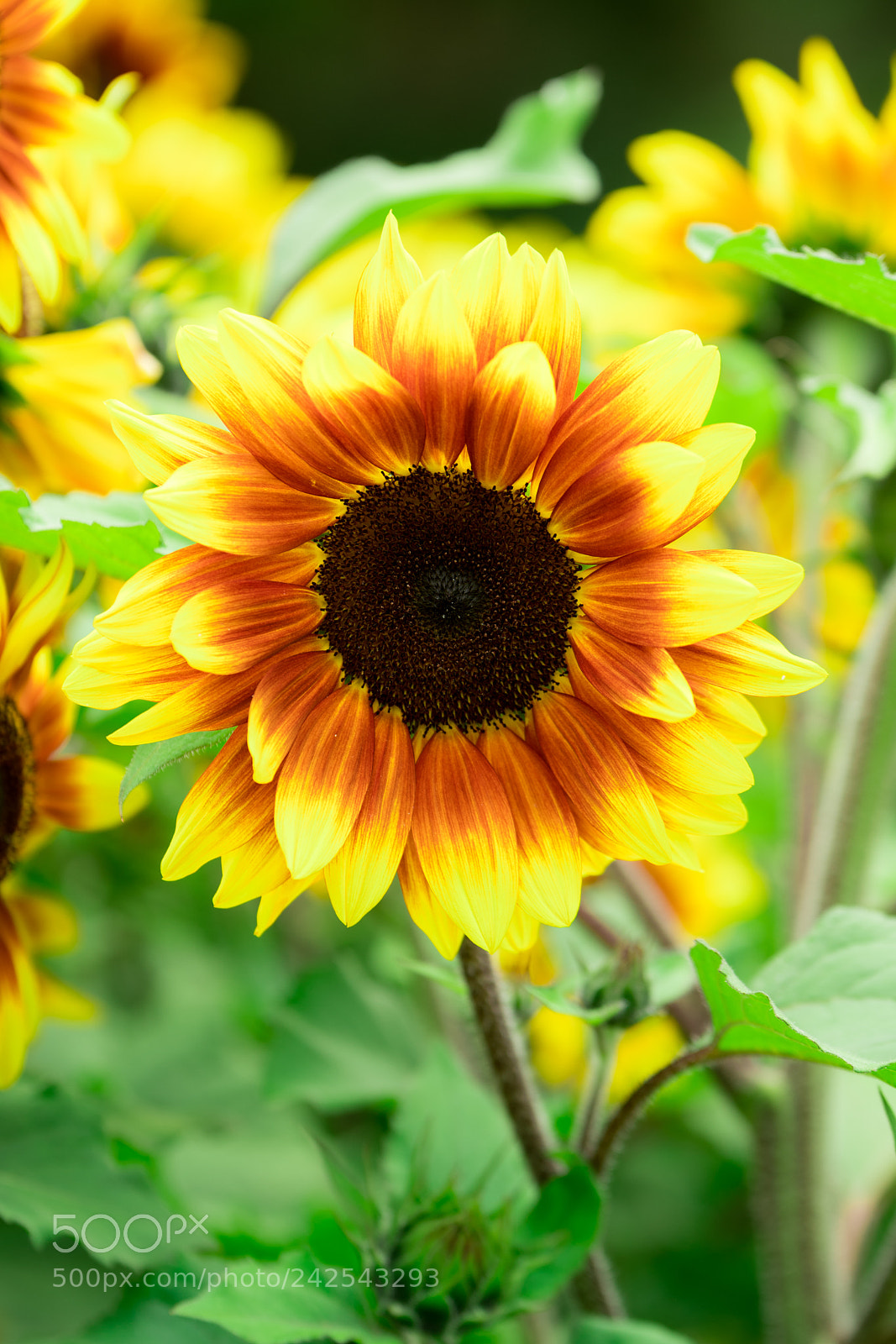 Nikon D500 sample photo. Sunflower photography