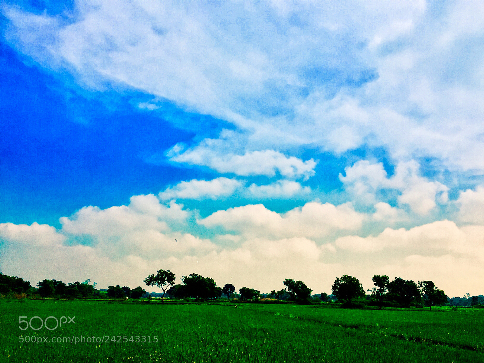 Apple iPhone 6 sample photo. Farmland photography