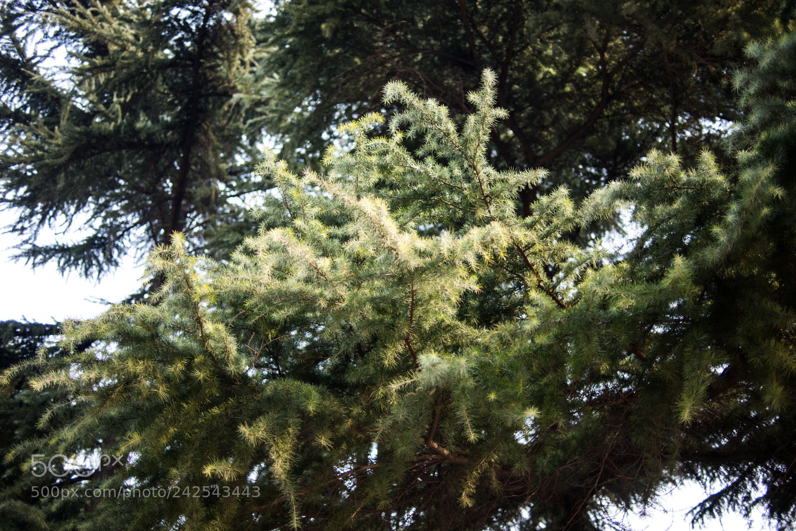 Nikon D800E sample photo. Untitled photography