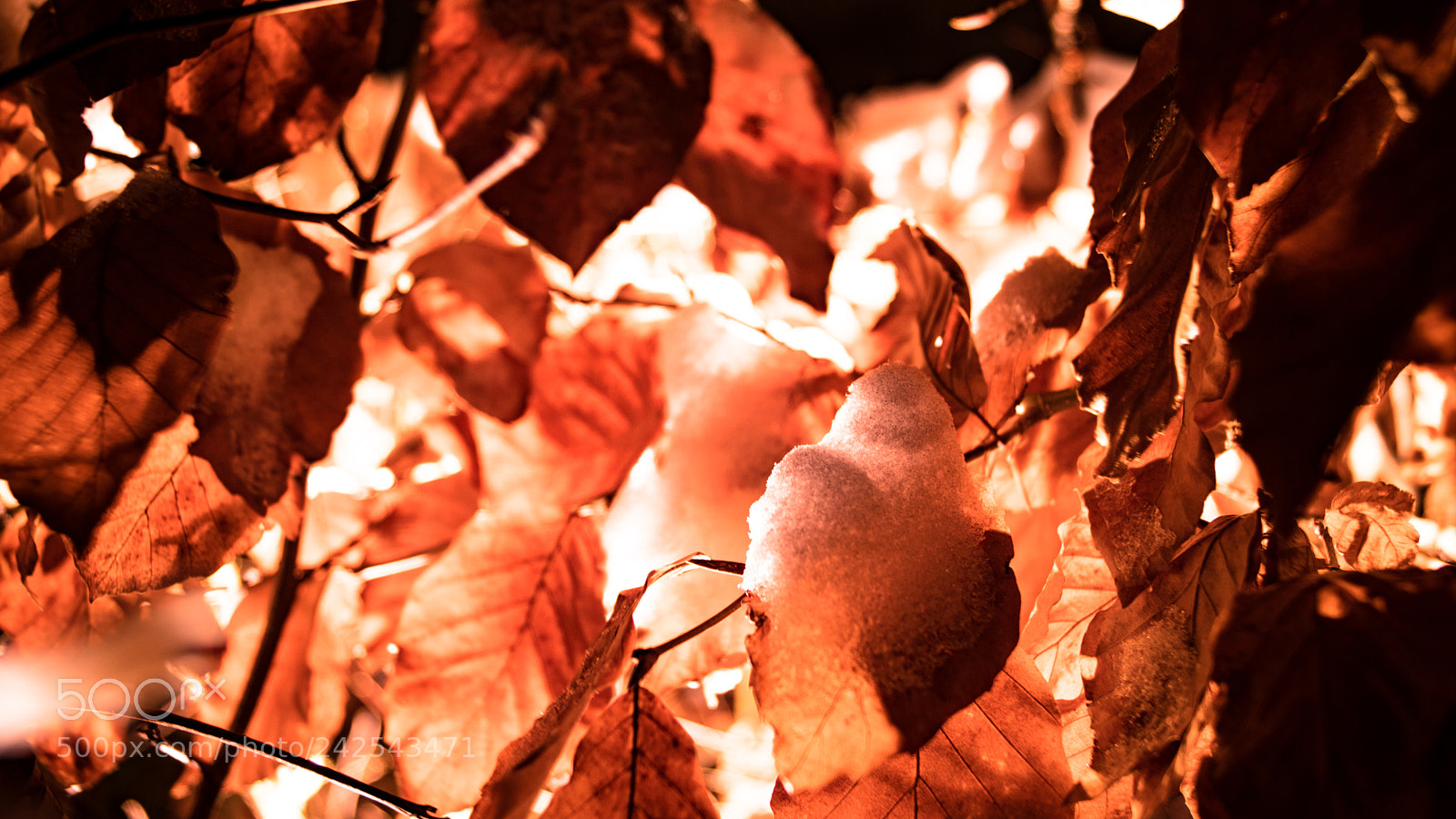 Sony SLT-A68 sample photo. Burning leaves in the photography