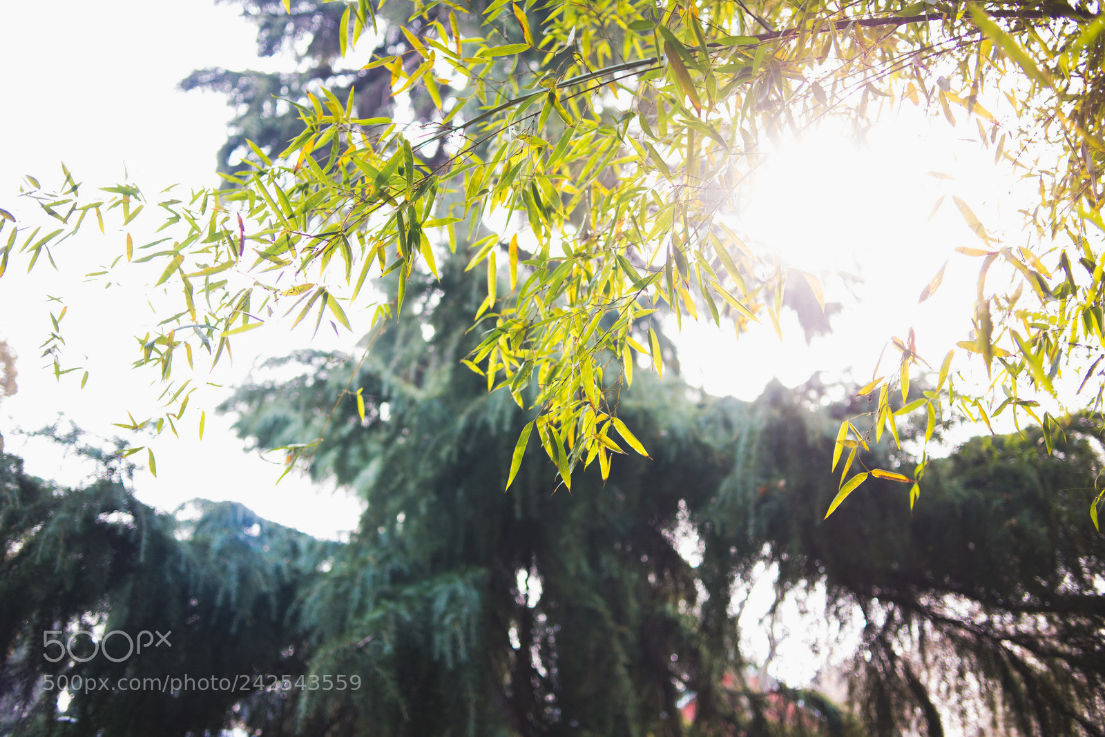 Nikon D800E sample photo. Untitled photography