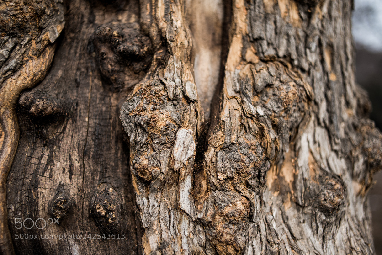 Nikon D800E sample photo. Untitled photography