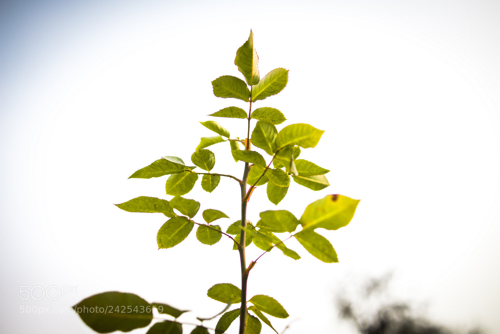 Nikon D800E sample photo. Untitled photography