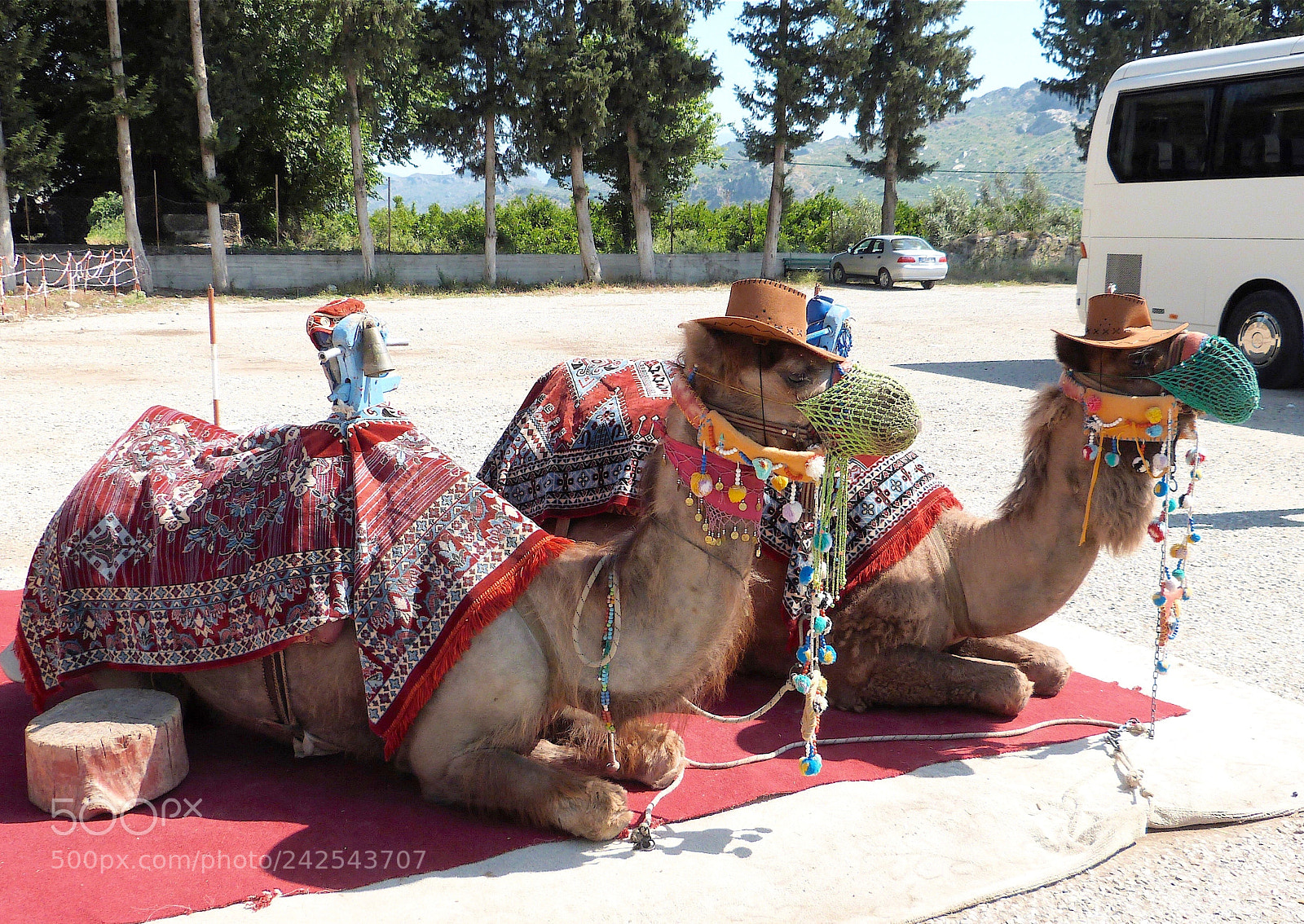 Panasonic Lumix DMC-FZ47 (Lumix DMC-FZ48) sample photo. Tourist camels photography