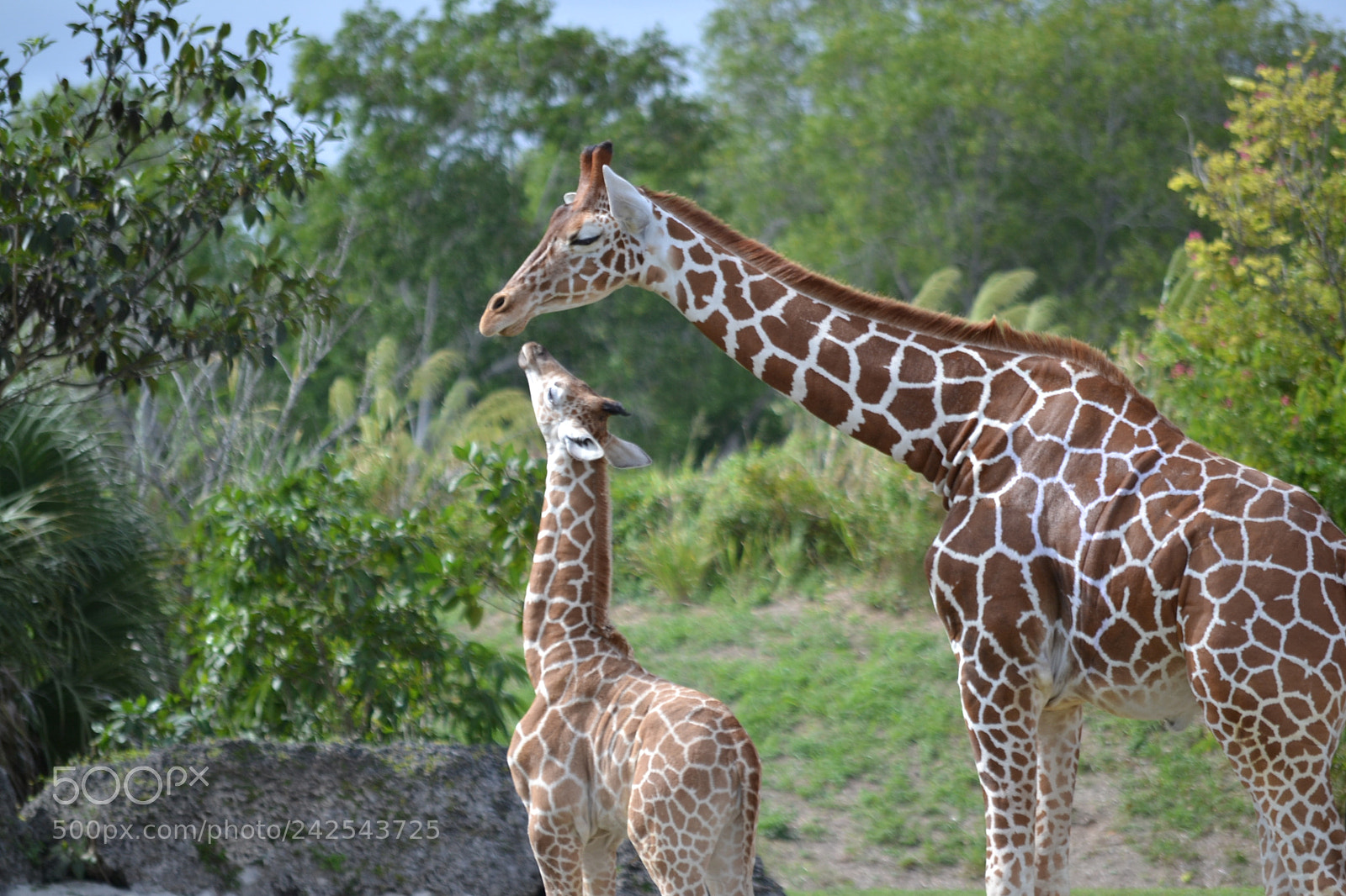 Nikon D3100 sample photo. Giraffe photography