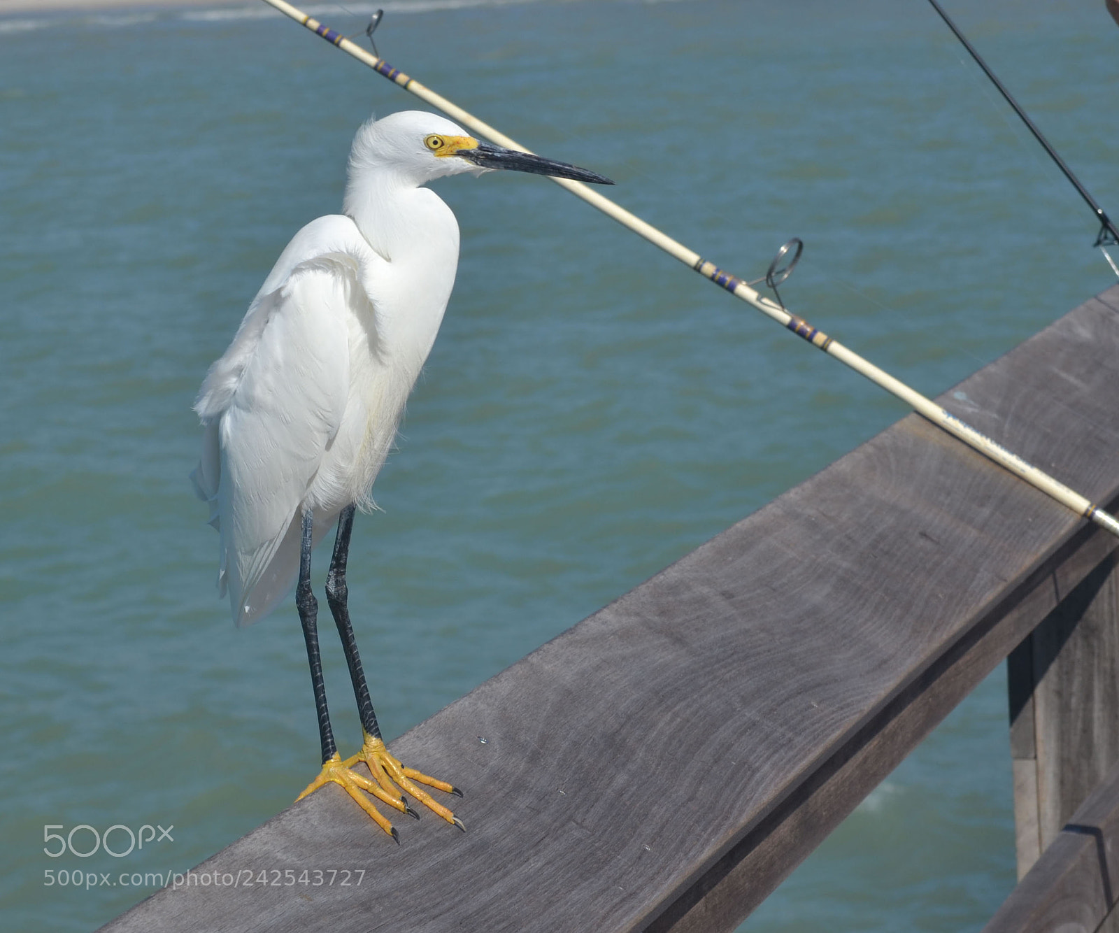 Nikon D3100 sample photo. Waiting photography
