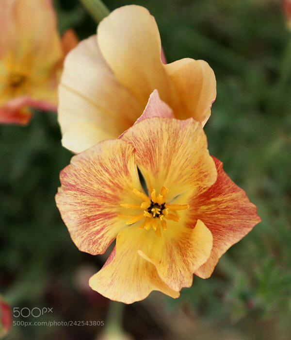 Canon EOS 1200D (EOS Rebel T5 / EOS Kiss X70 / EOS Hi) sample photo. 099.jpg photography