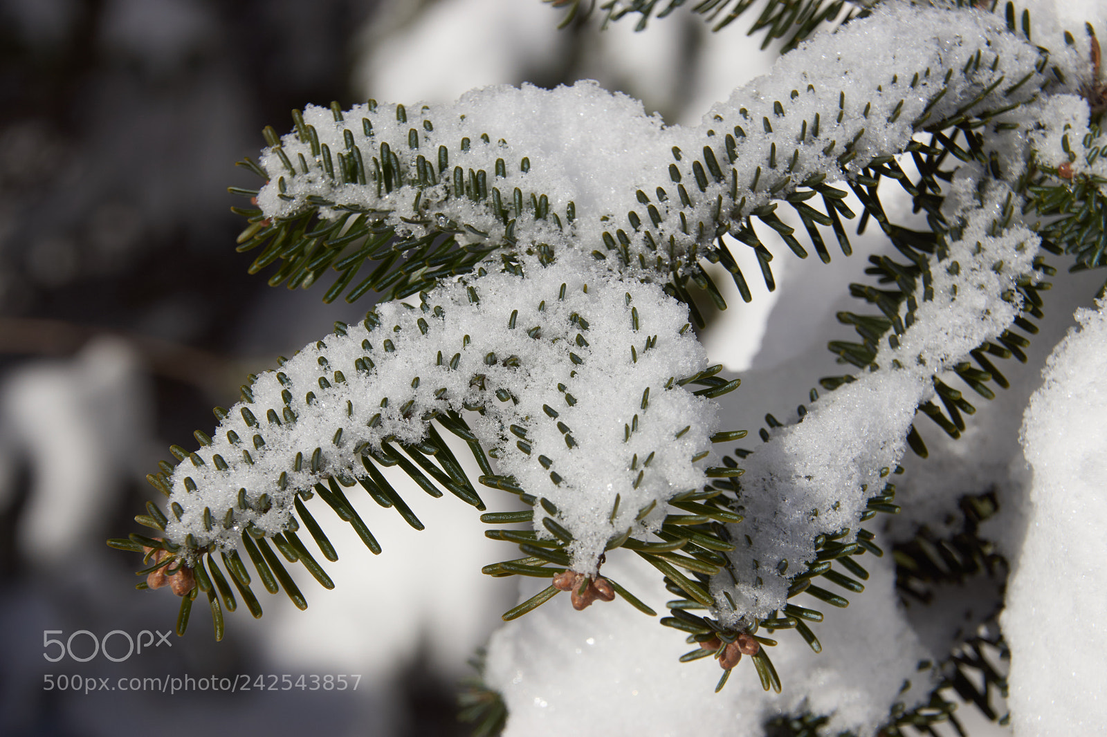 Sony SLT-A65 (SLT-A65V) sample photo. Sapin ou pin en photography