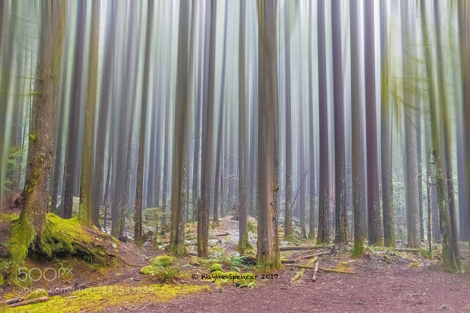 Canon EOS-1D X Mark II sample photo. Into the forest photography