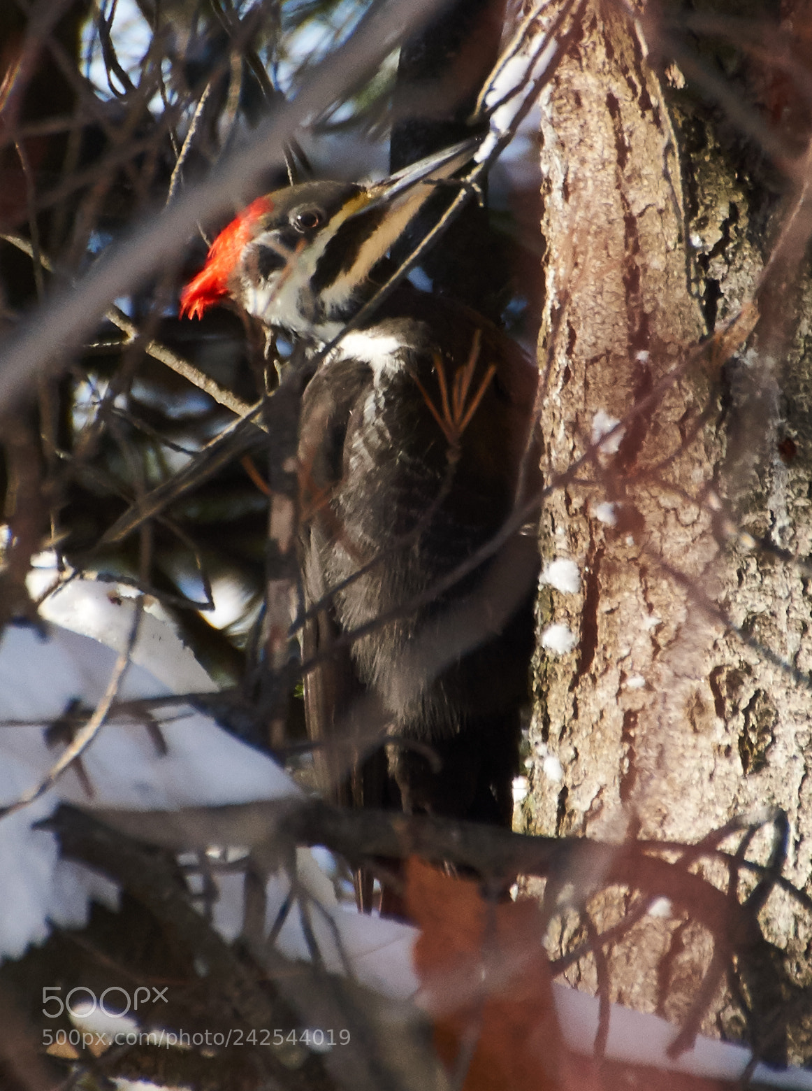 Sony SLT-A65 (SLT-A65V) sample photo. Pic bois photography