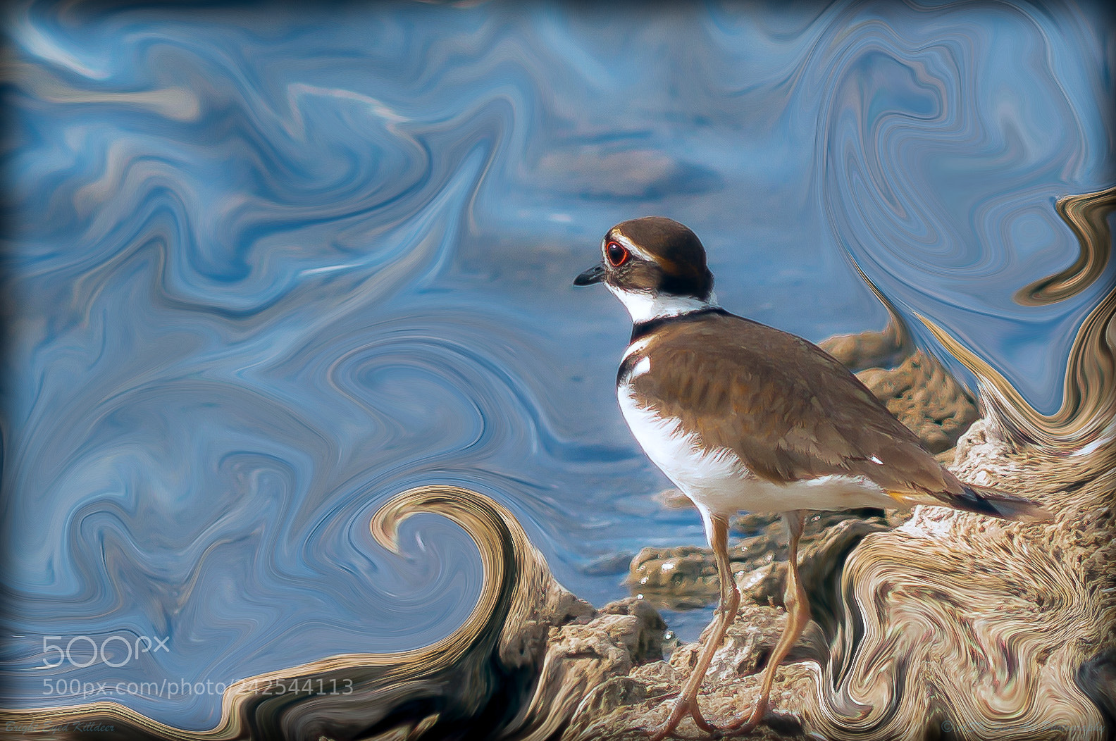 Sony Alpha NEX-6 sample photo. Bright eyed killdeer photography