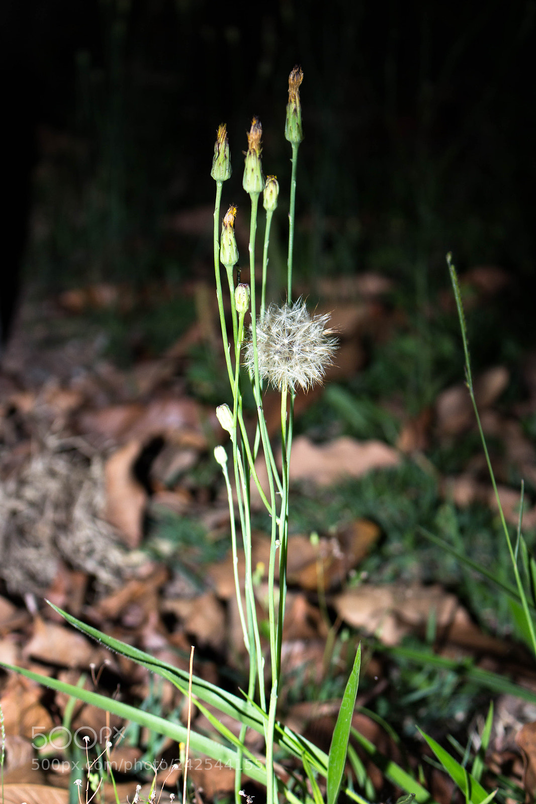Canon EOS 700D (EOS Rebel T5i / EOS Kiss X7i) sample photo. Assopra! photography