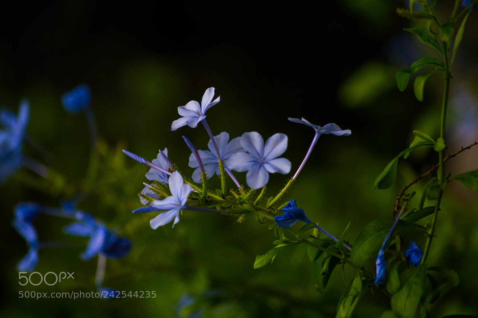 Nikon D3200 sample photo. Purple flower photography