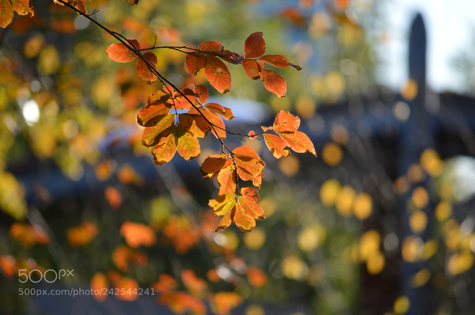 Nikon D3200 sample photo. Sun drenched leaves photography