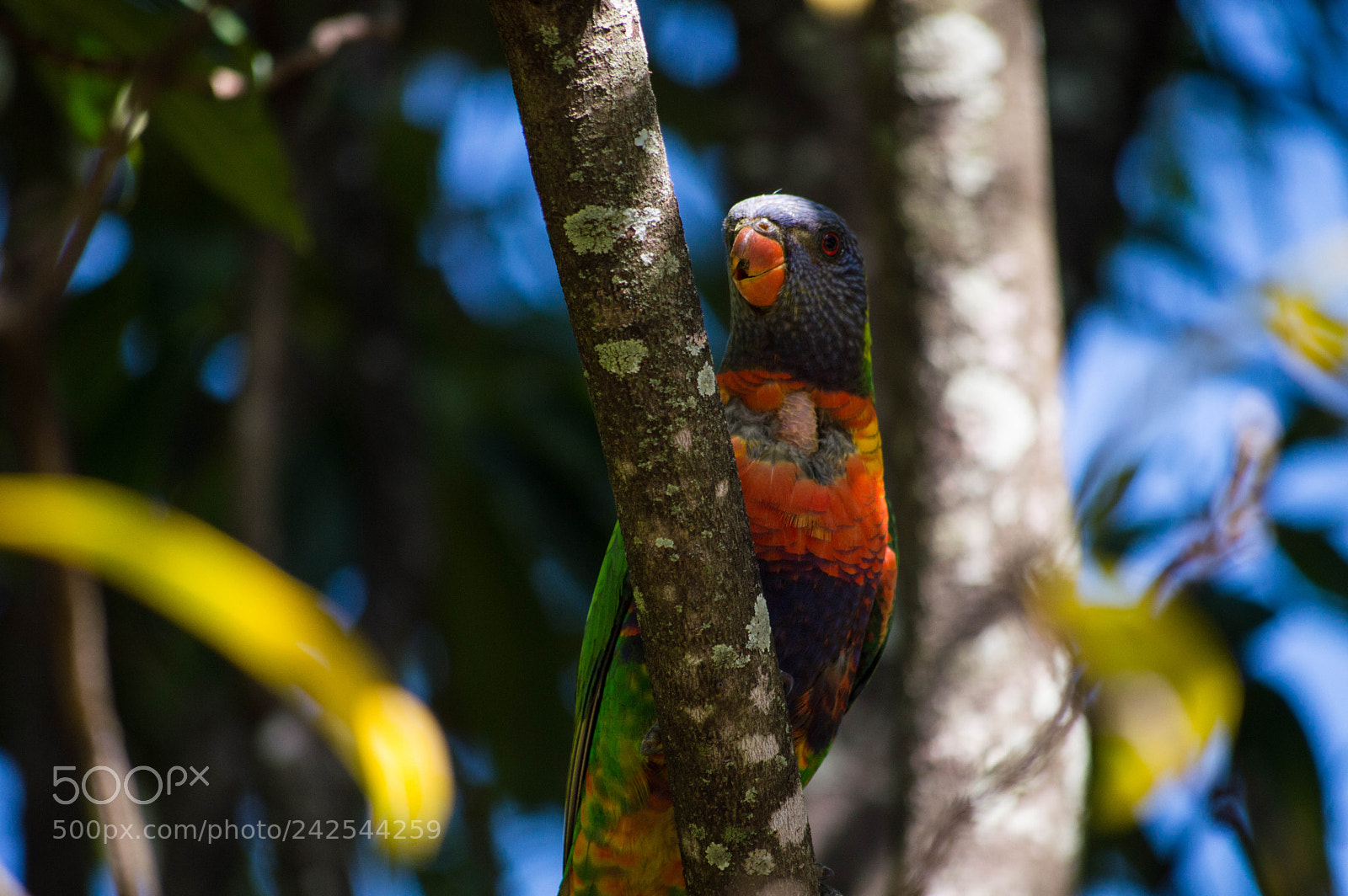 Nikon D3200 sample photo. Parrot 1 photography
