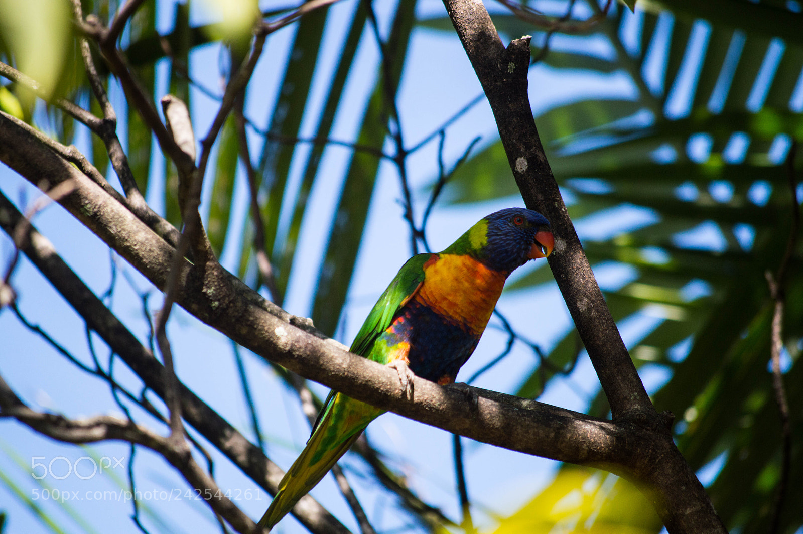 Nikon D3200 sample photo. Parrot 2 photography