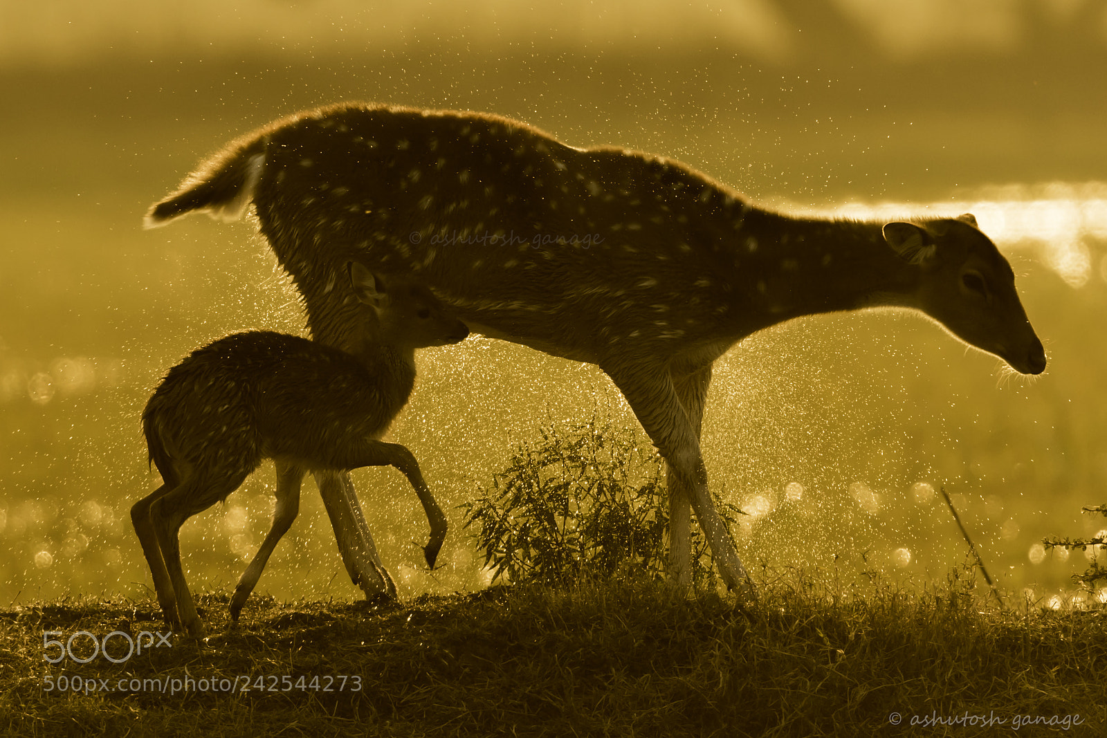 Canon EOS 7D Mark II sample photo. Spotted deer photography