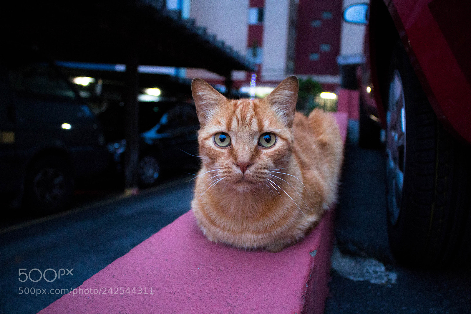 Canon EOS 700D (EOS Rebel T5i / EOS Kiss X7i) sample photo. Mike. photography