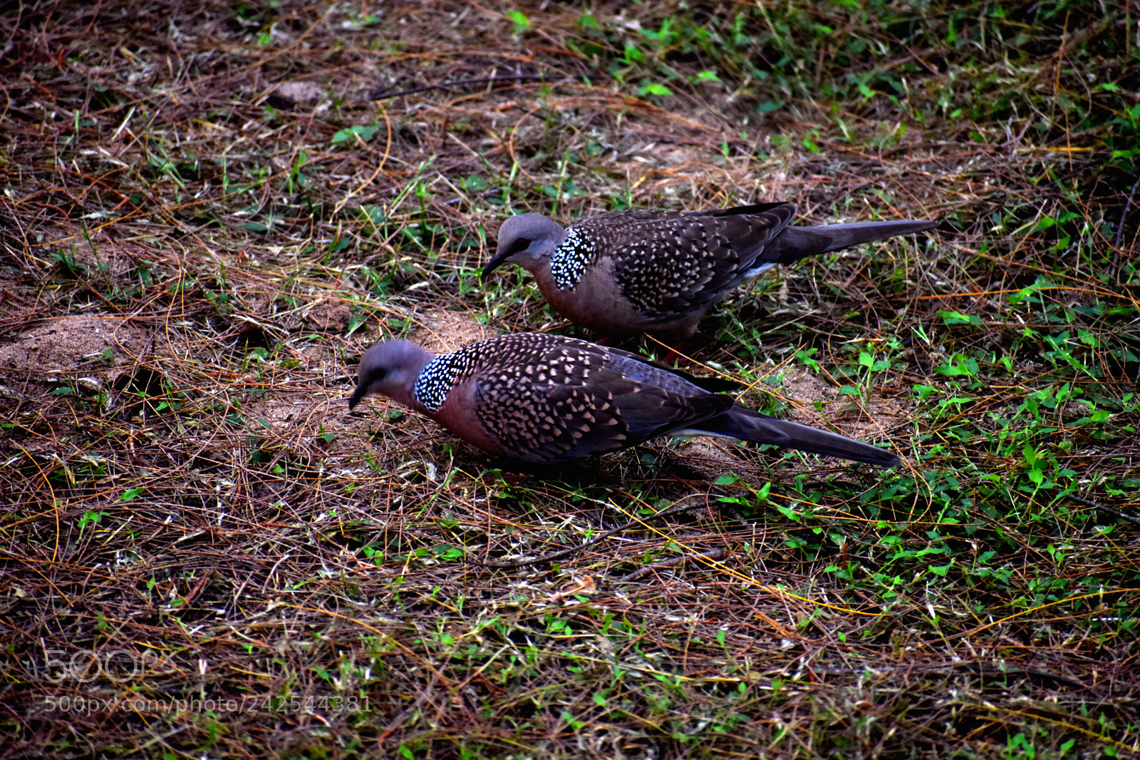 Nikon D3400 sample photo. Twins photography