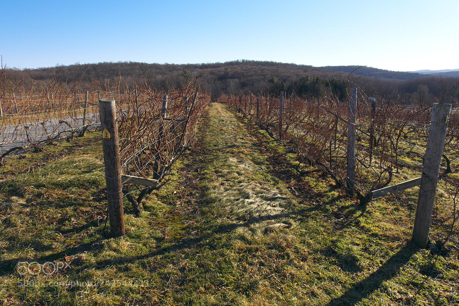 Fujifilm X-E1 sample photo. An off season vineyard photography