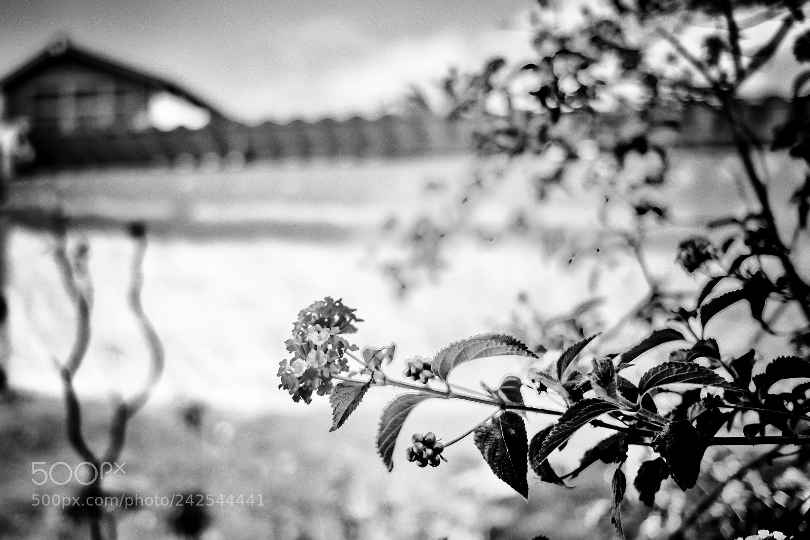 Fujifilm X-T1 sample photo. Rama y flor photography