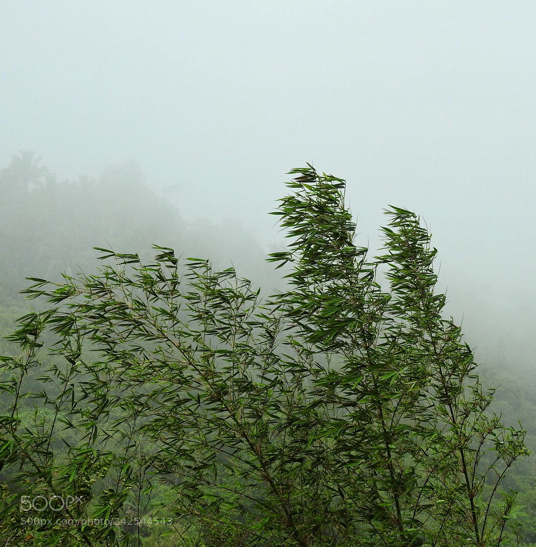 Nikon Coolpix P900 sample photo. Foggy photography