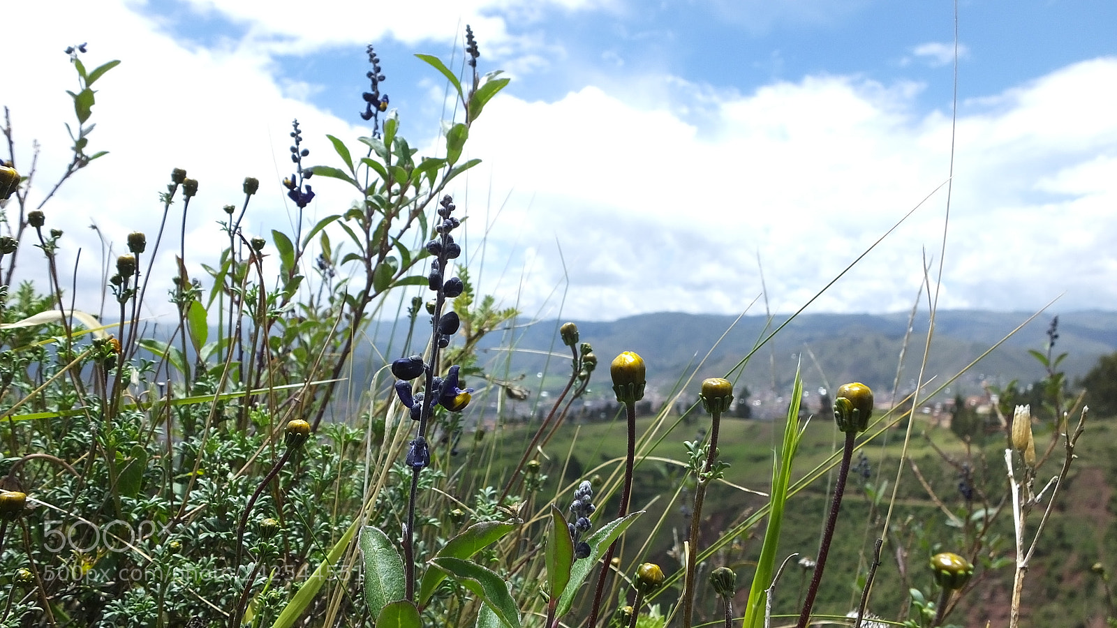 Fujifilm FinePix HS50 EXR sample photo. Flores campestres photography
