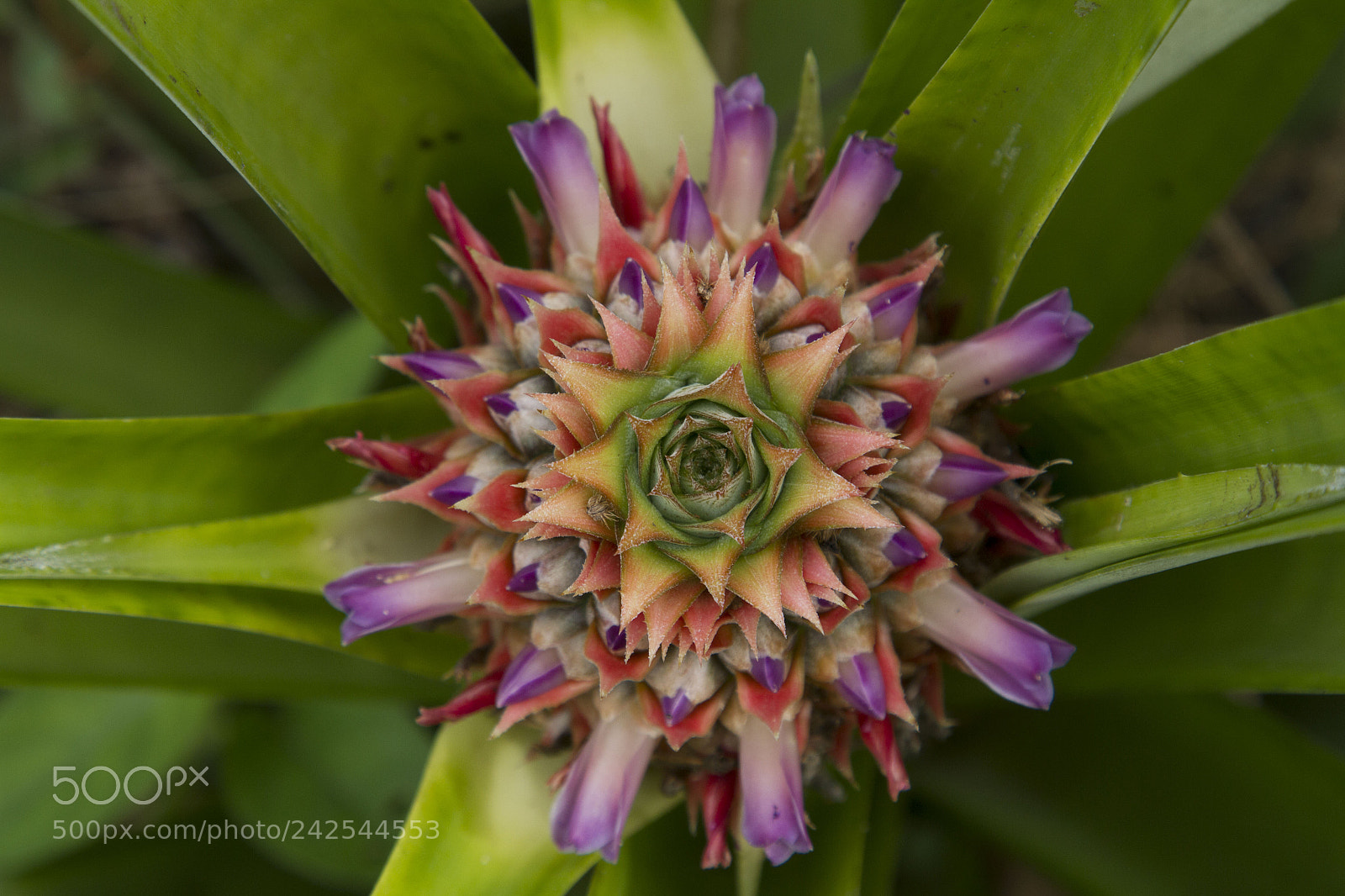 Canon EOS 7D sample photo. Costa rica photography