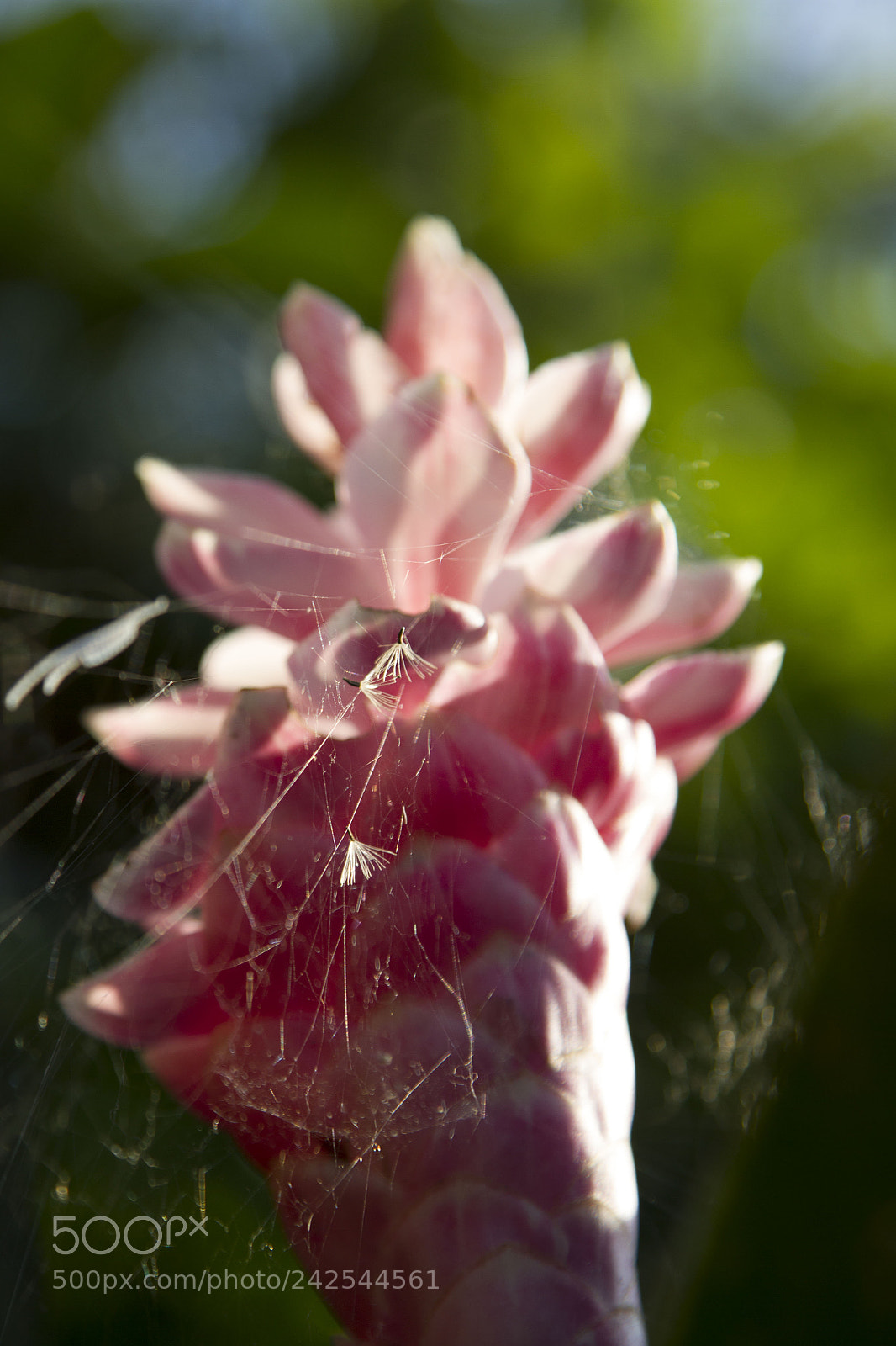 Canon EOS 7D sample photo. Costa rica photography