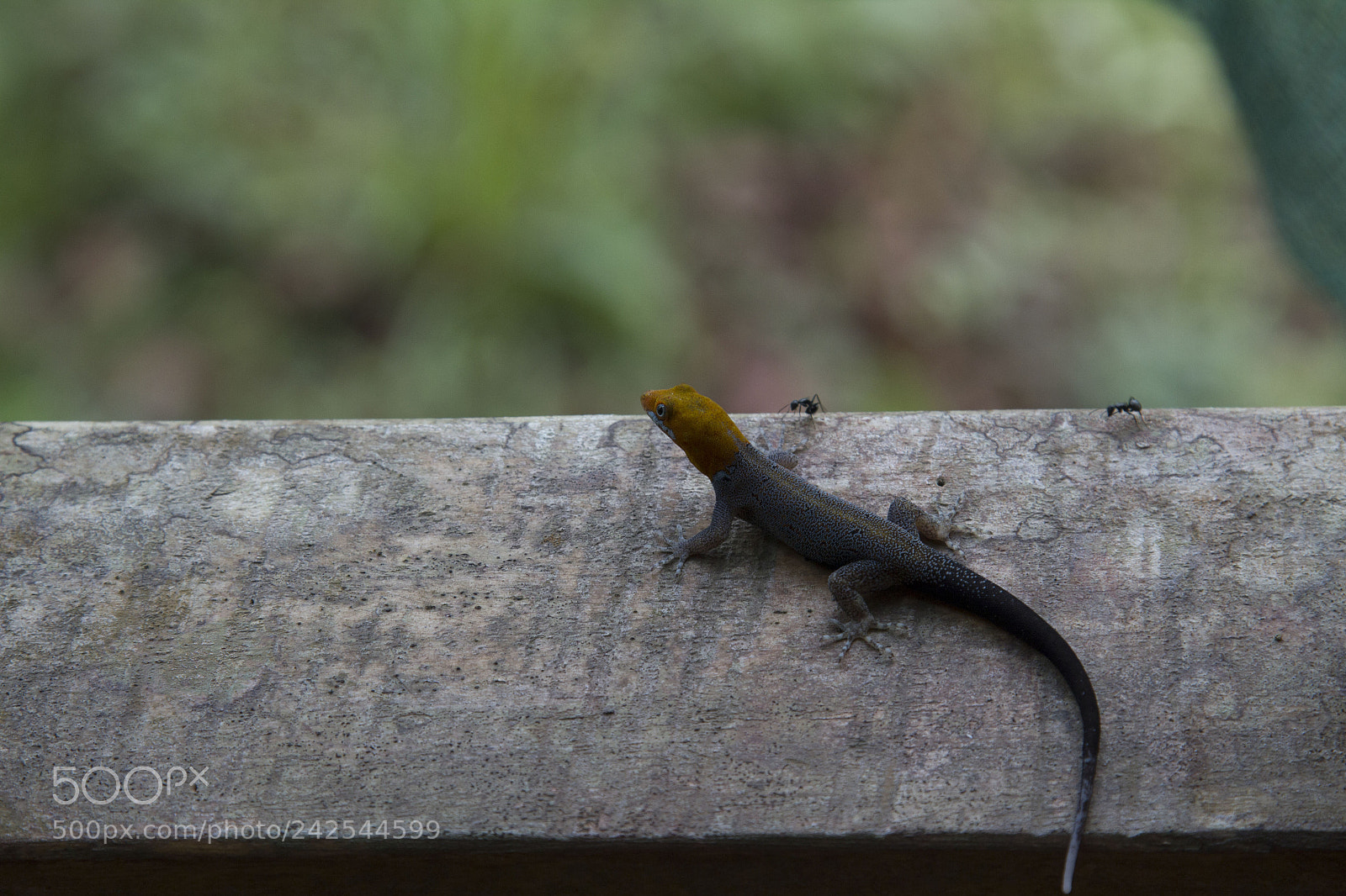 Canon EOS 7D sample photo. Costa rica photography