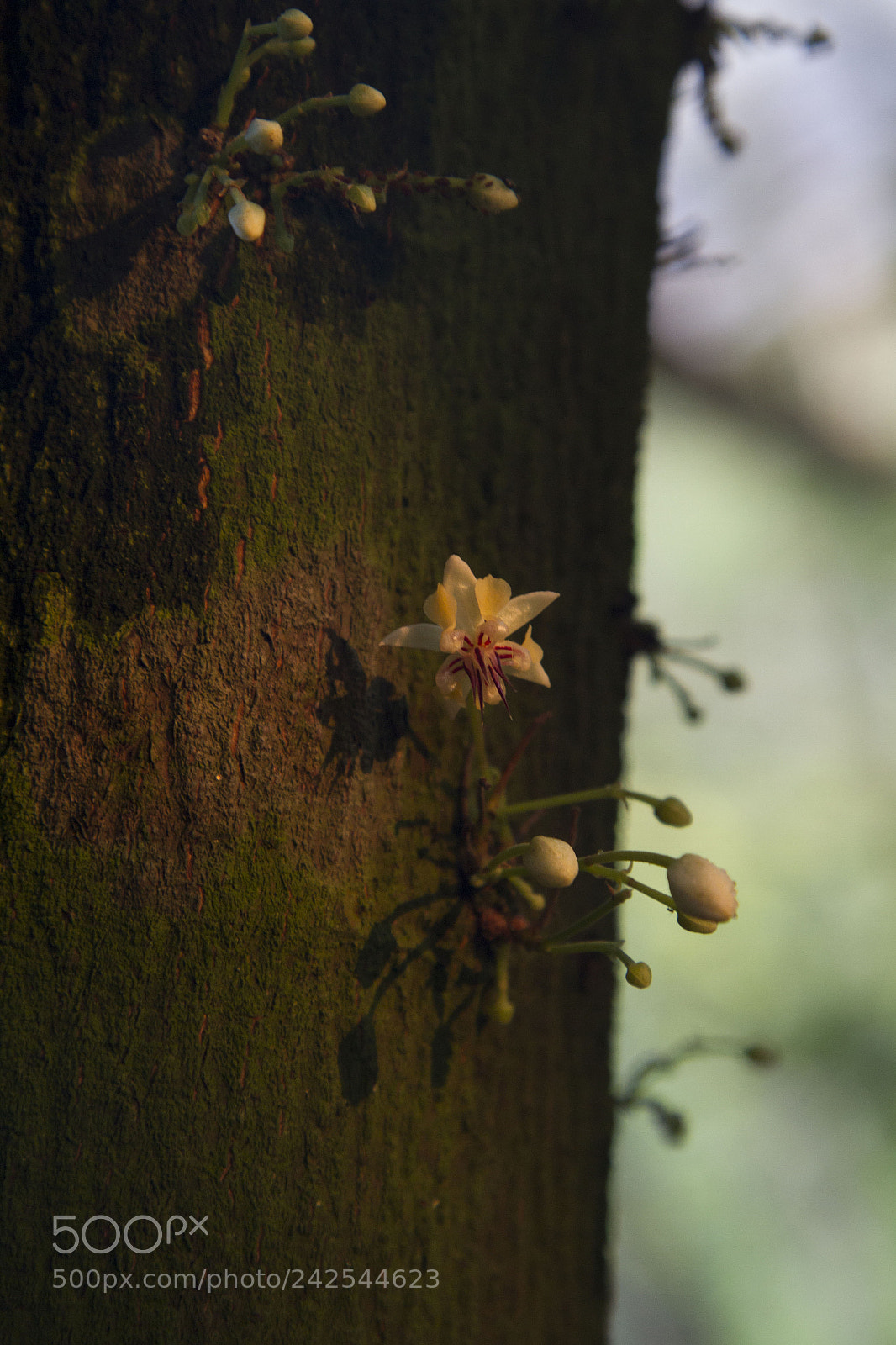 Canon EOS 7D sample photo. Costa rica photography