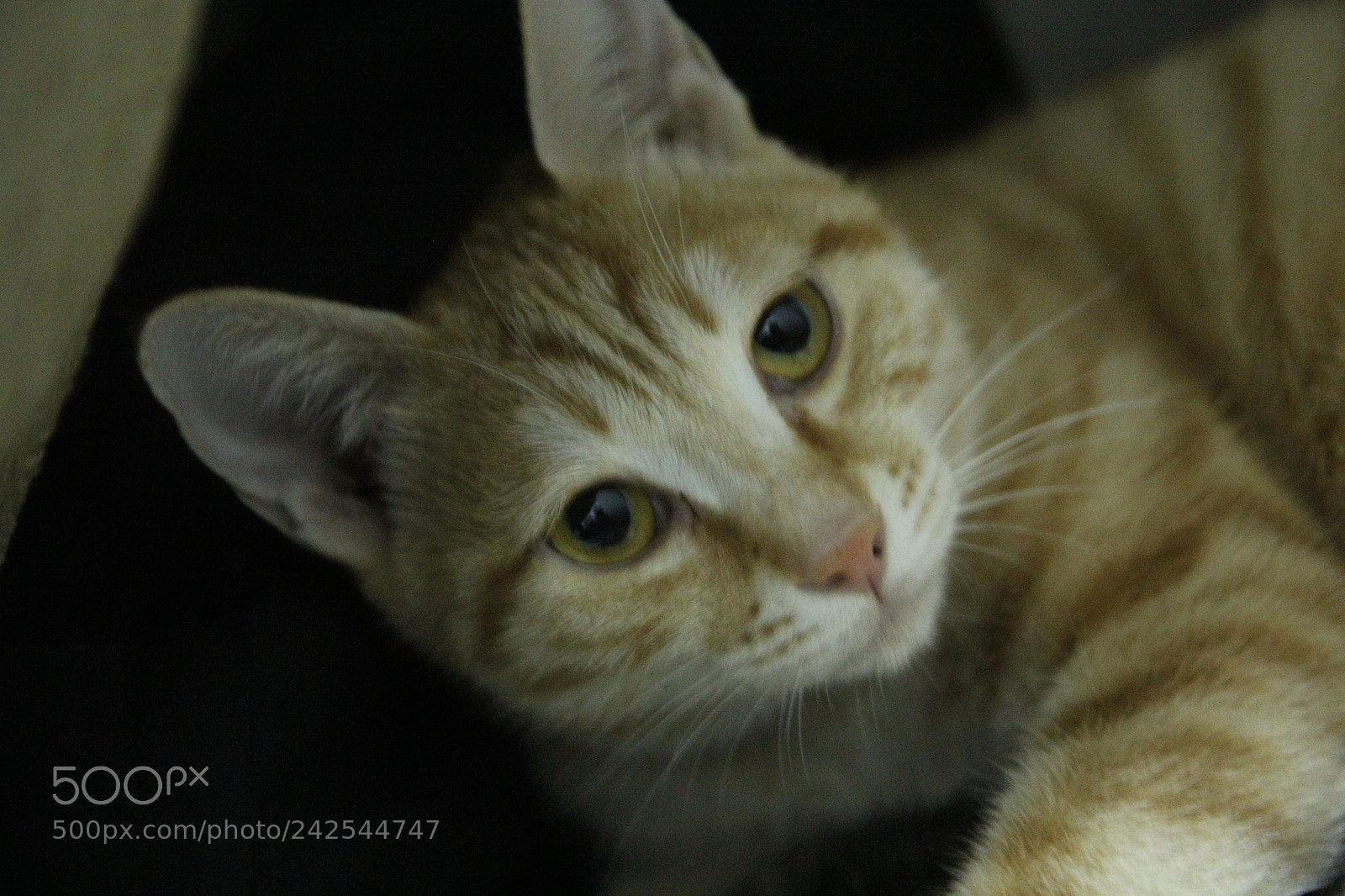 Canon EOS 60D sample photo. Img photography