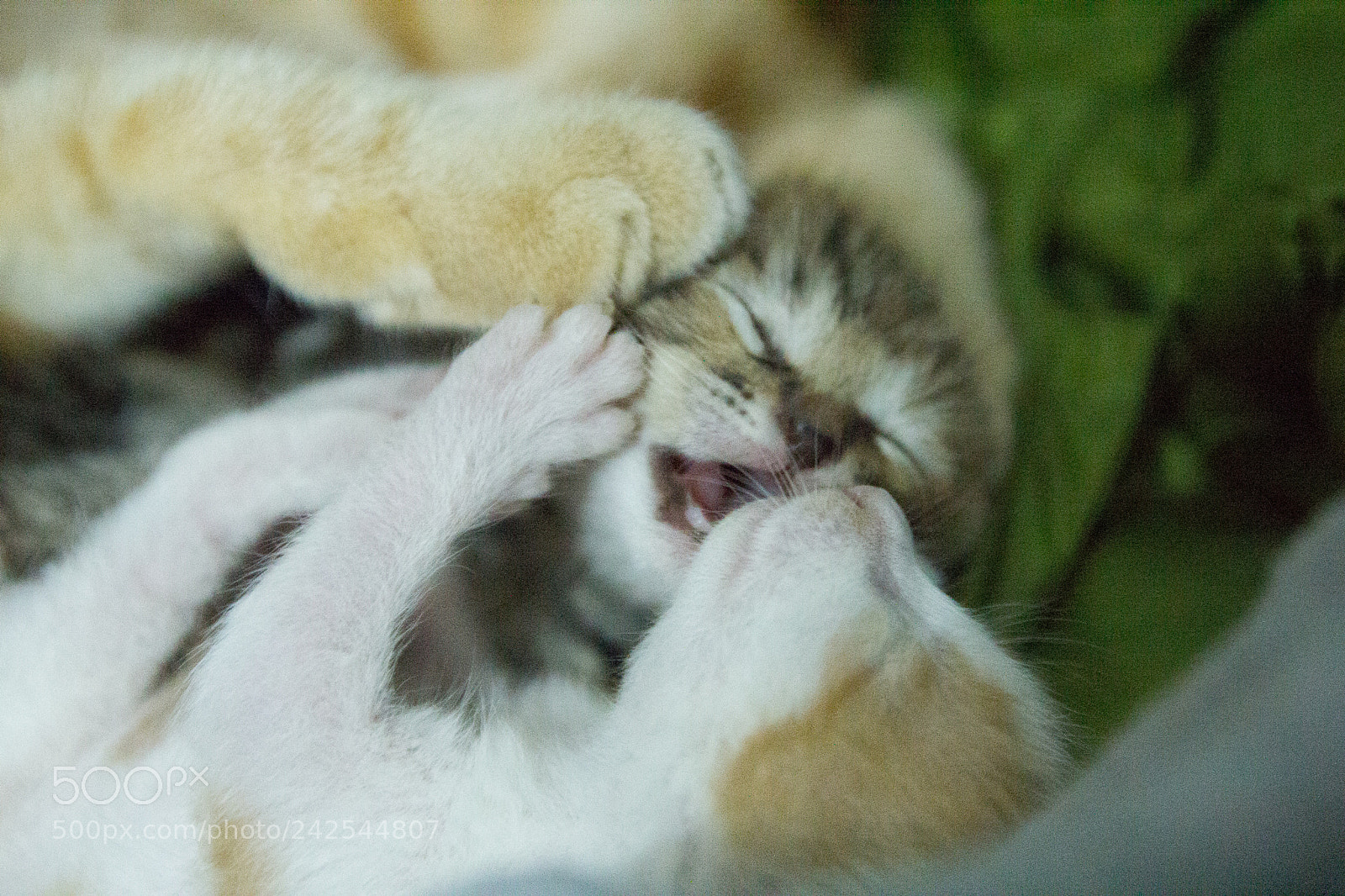 Canon EOS 60D sample photo. Img photography