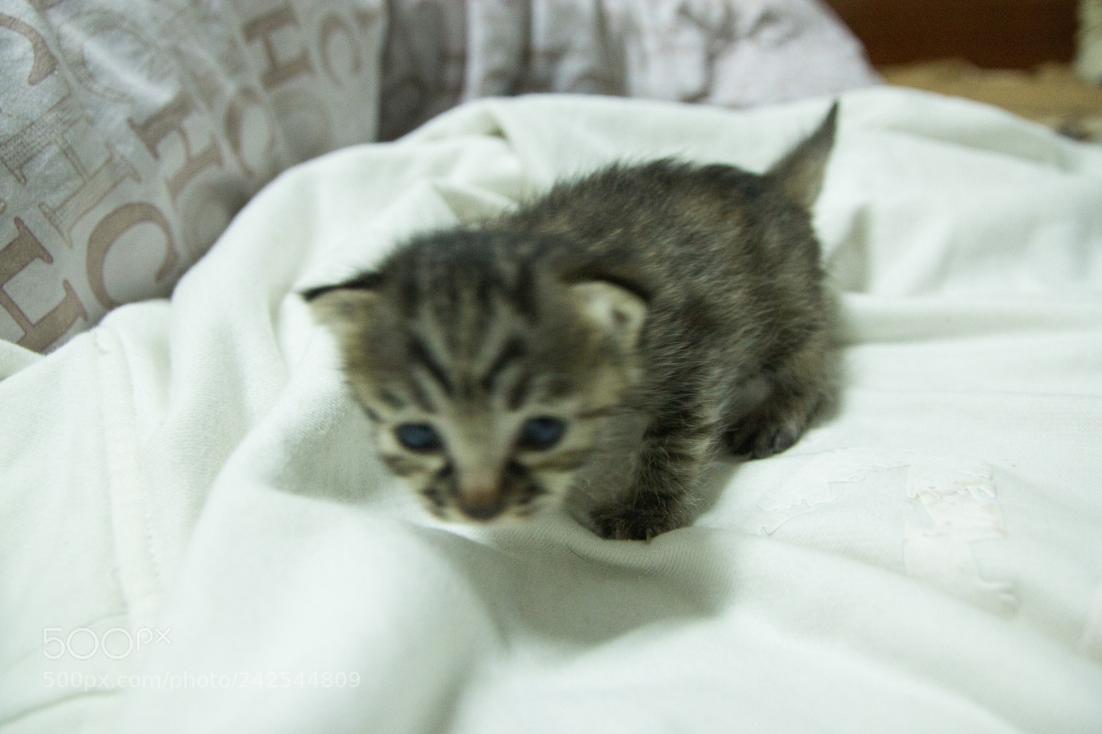 Canon EOS 60D sample photo. Img photography