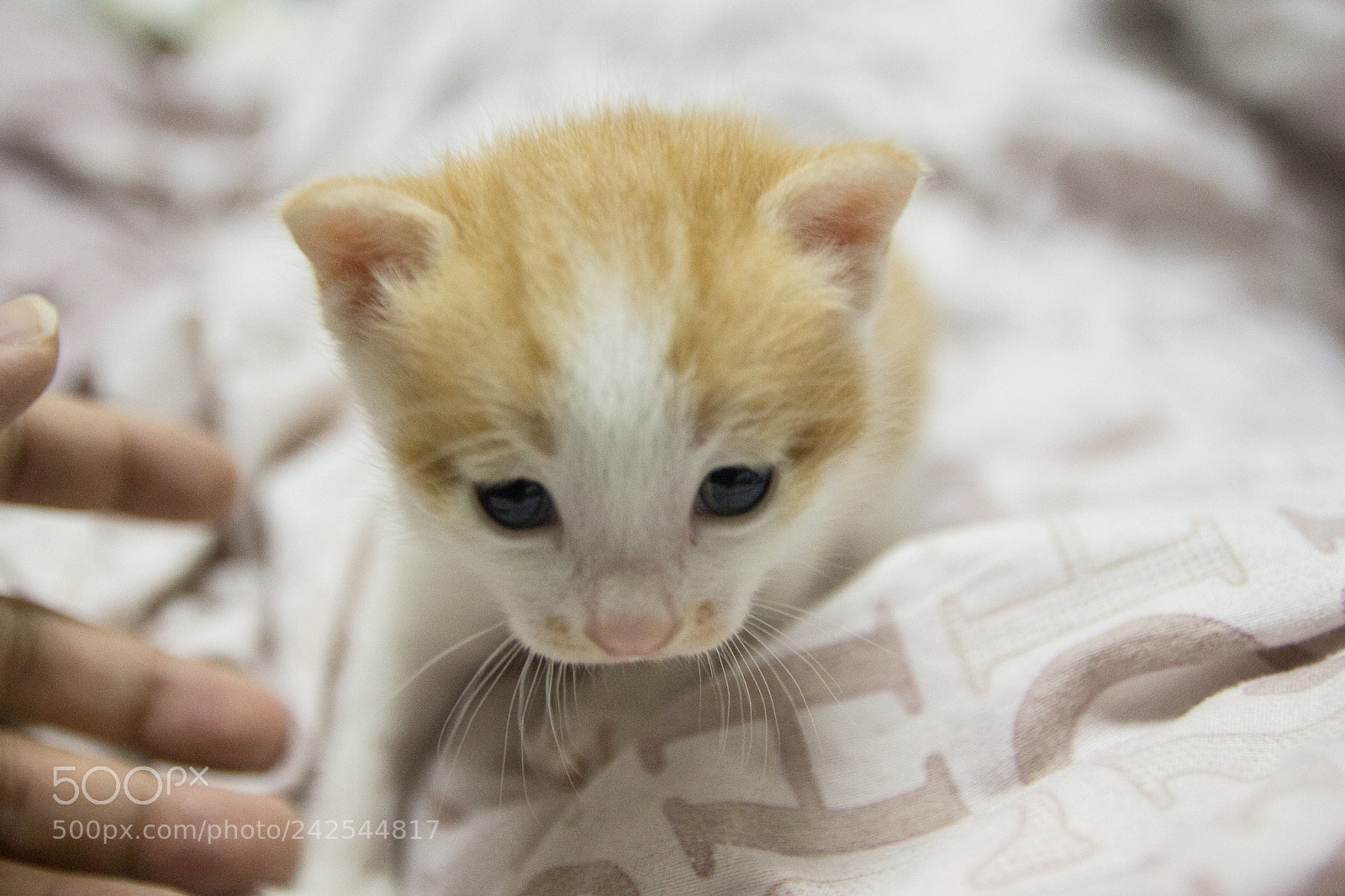 Canon EOS 60D sample photo. Img photography